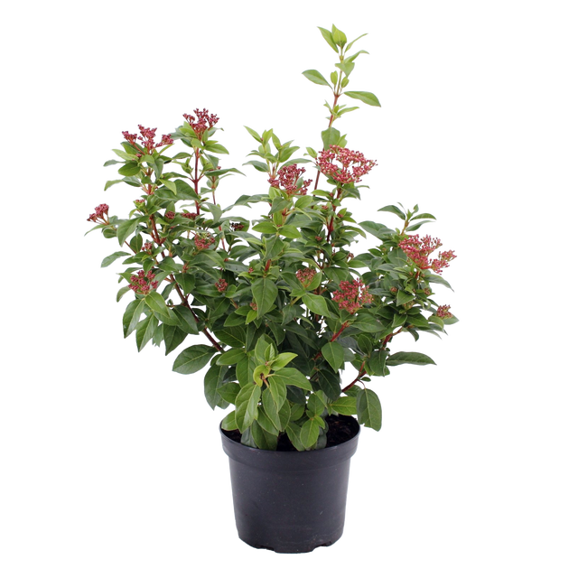 Kalina Wawrzynowata 40 cm