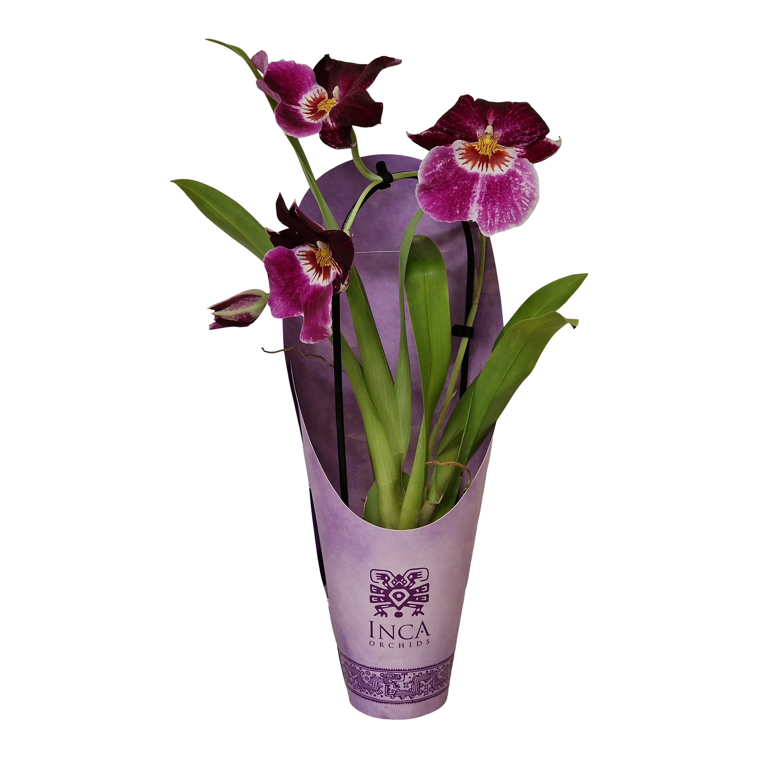 Storczyk Miltonia Magenta 35 cm