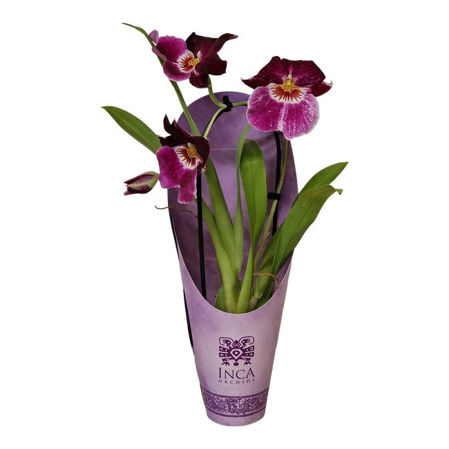 Storczyk miltonia magenta 35 cm 94388349