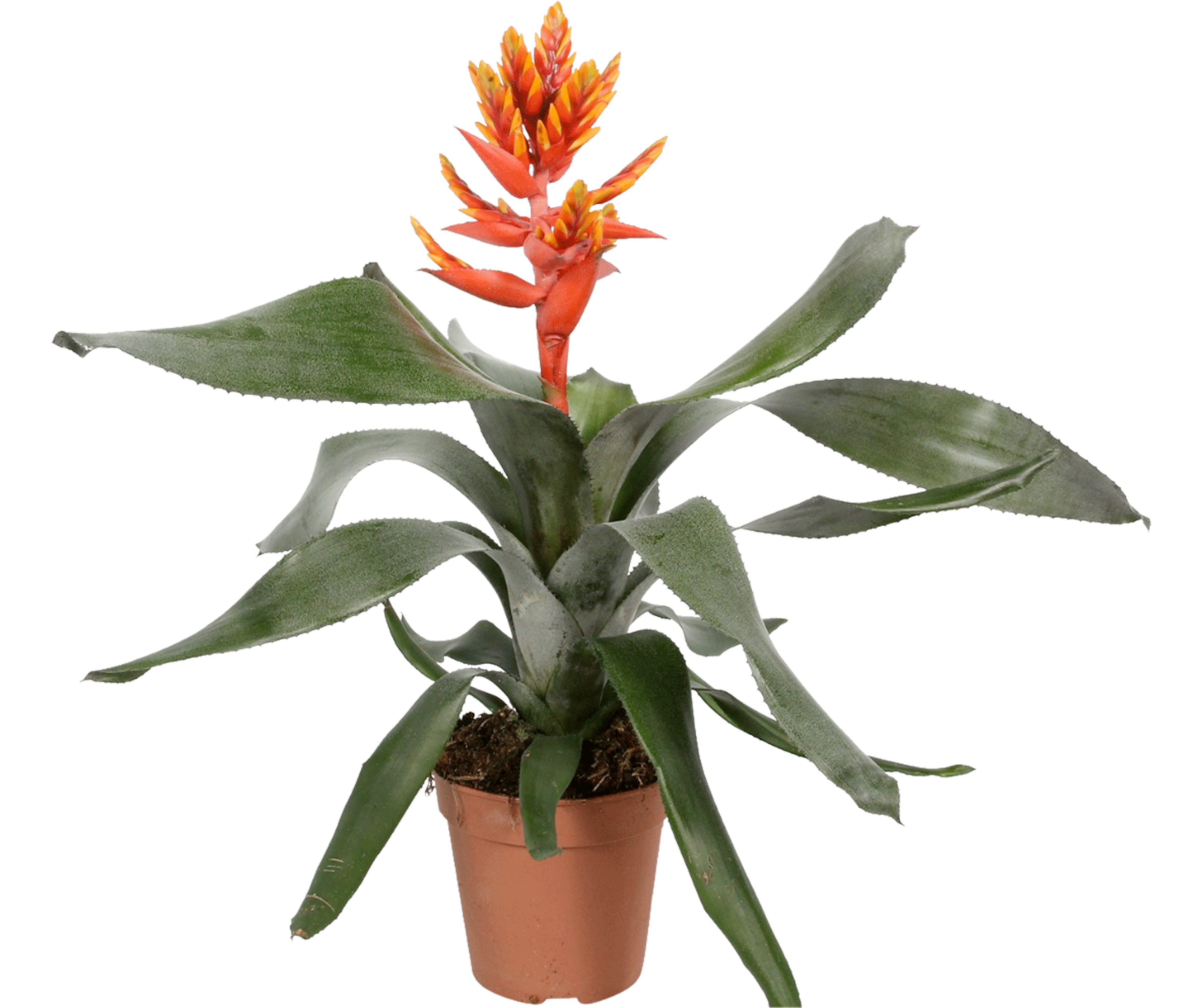 Aechmea Pepita Elegant Flames 47-52 cm
