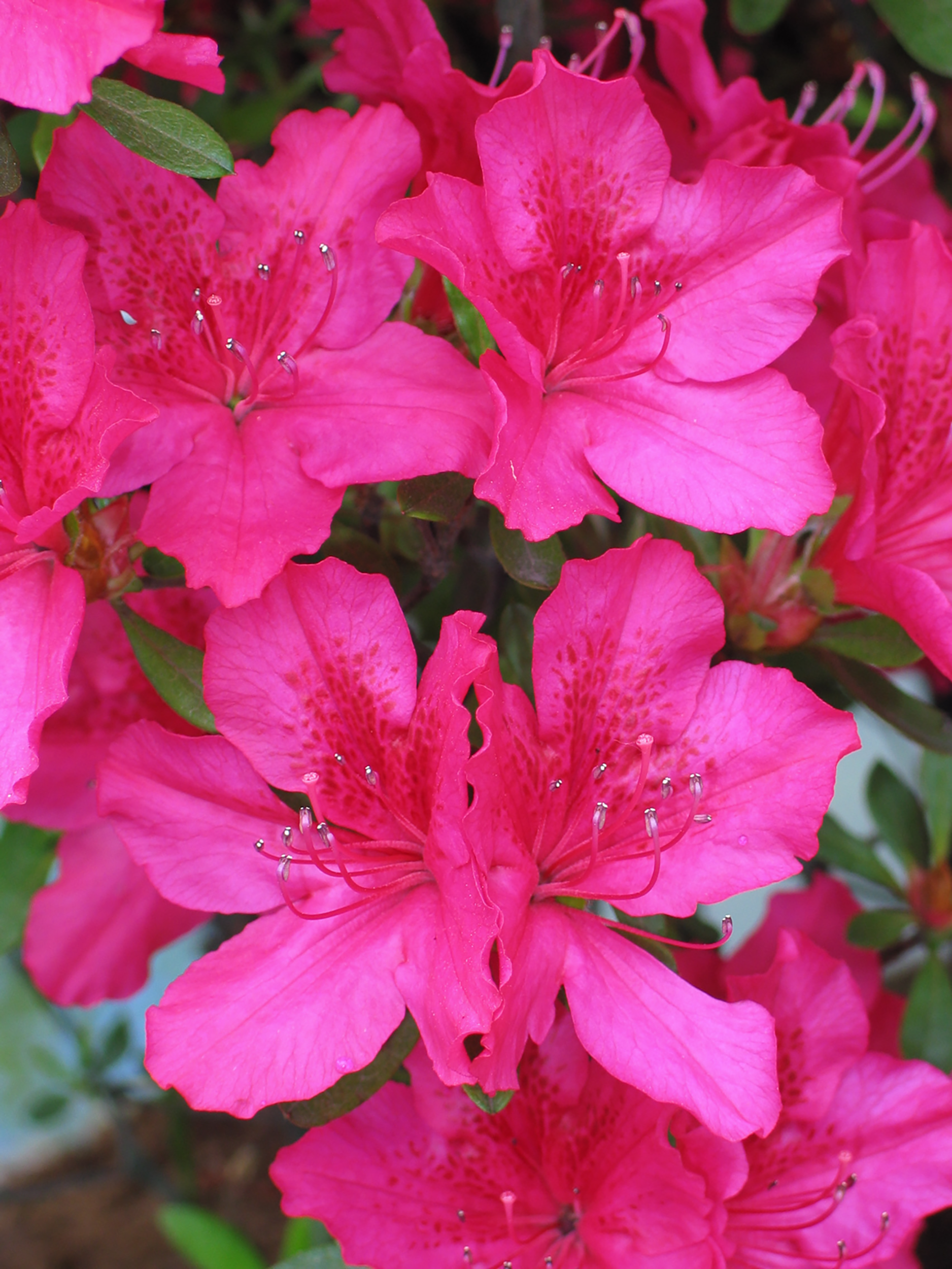 Azalia japońska mix 20-35 cm - 7