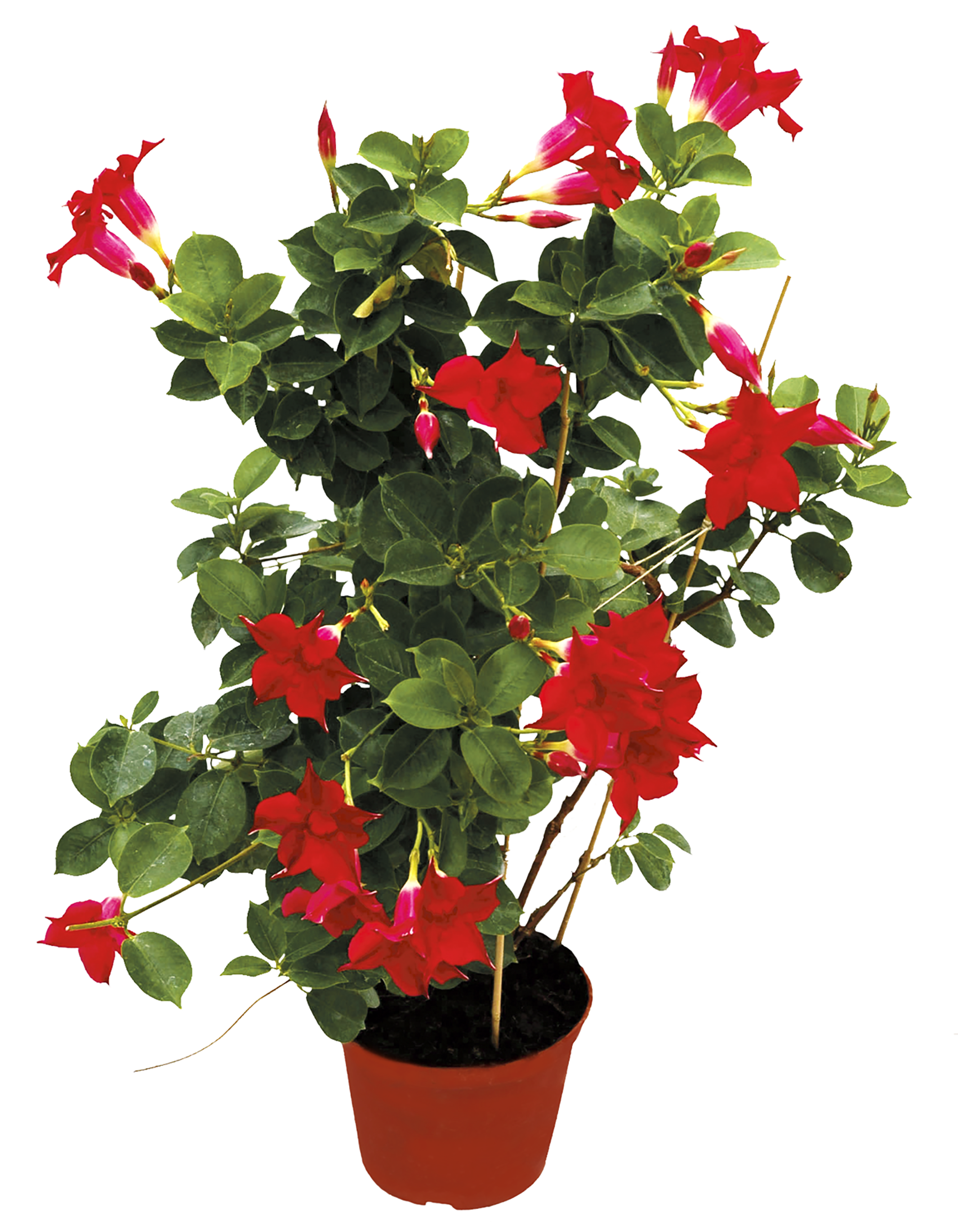 Dipladenia Sundaville mix 30-50 cm - 4
