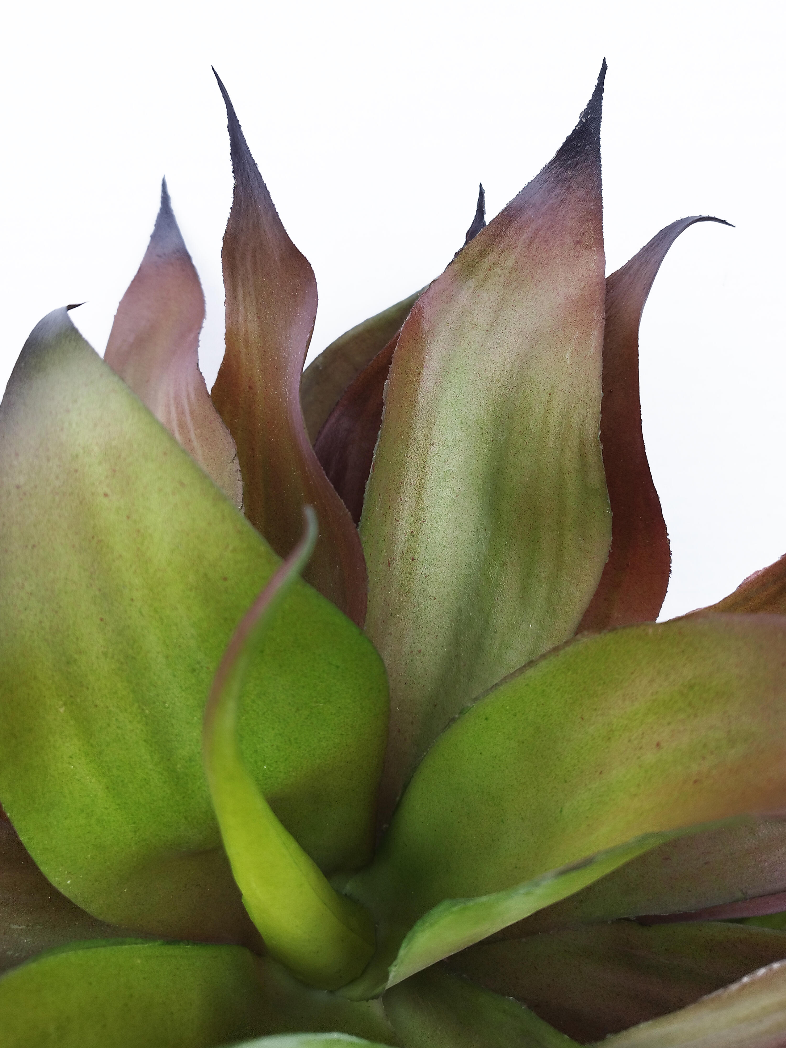 Árvore artificial Agave 92 cm - 3