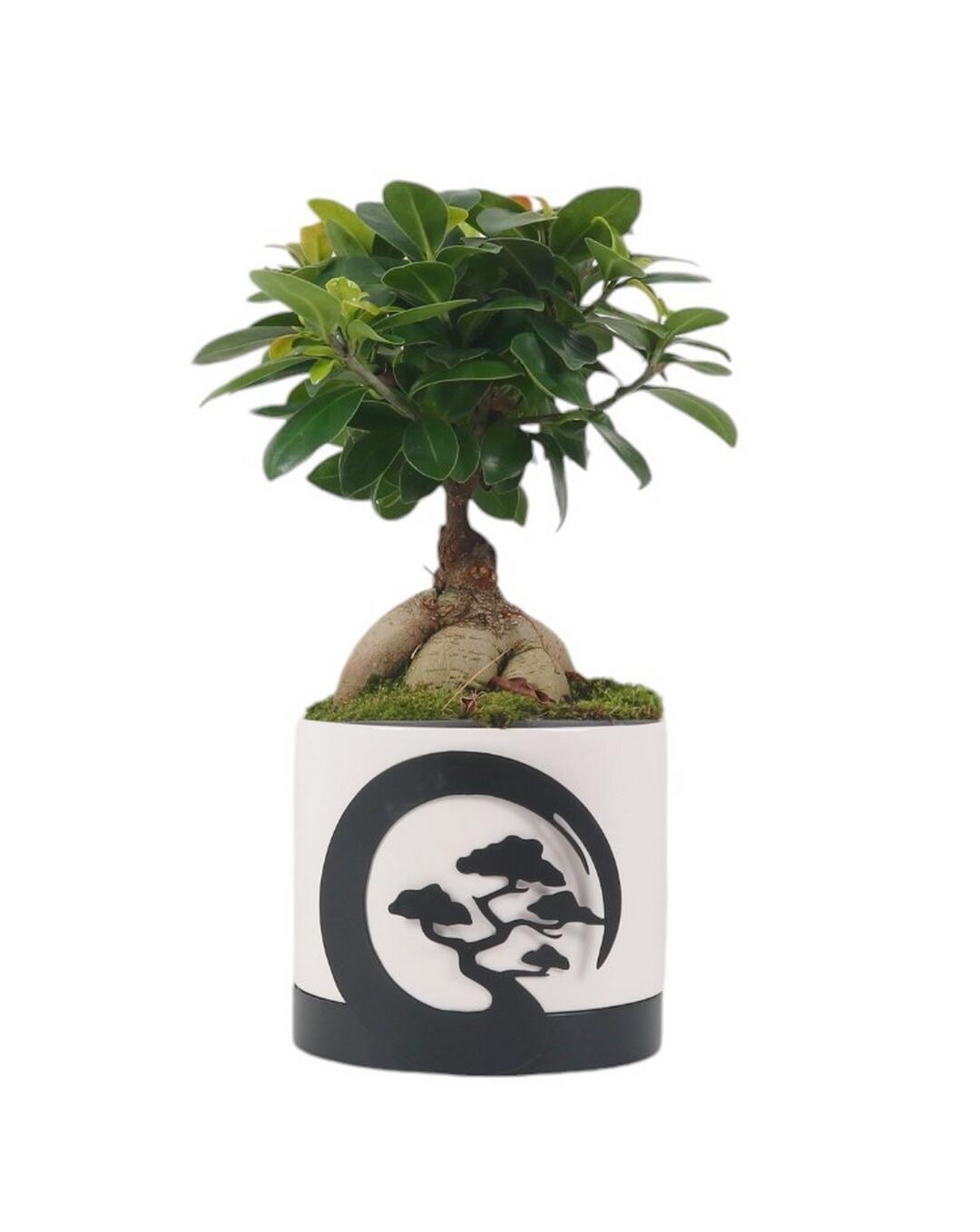 Ficus Ginseng -Vaso de cerâmica 12 cm branco e preto Moonlight - 3