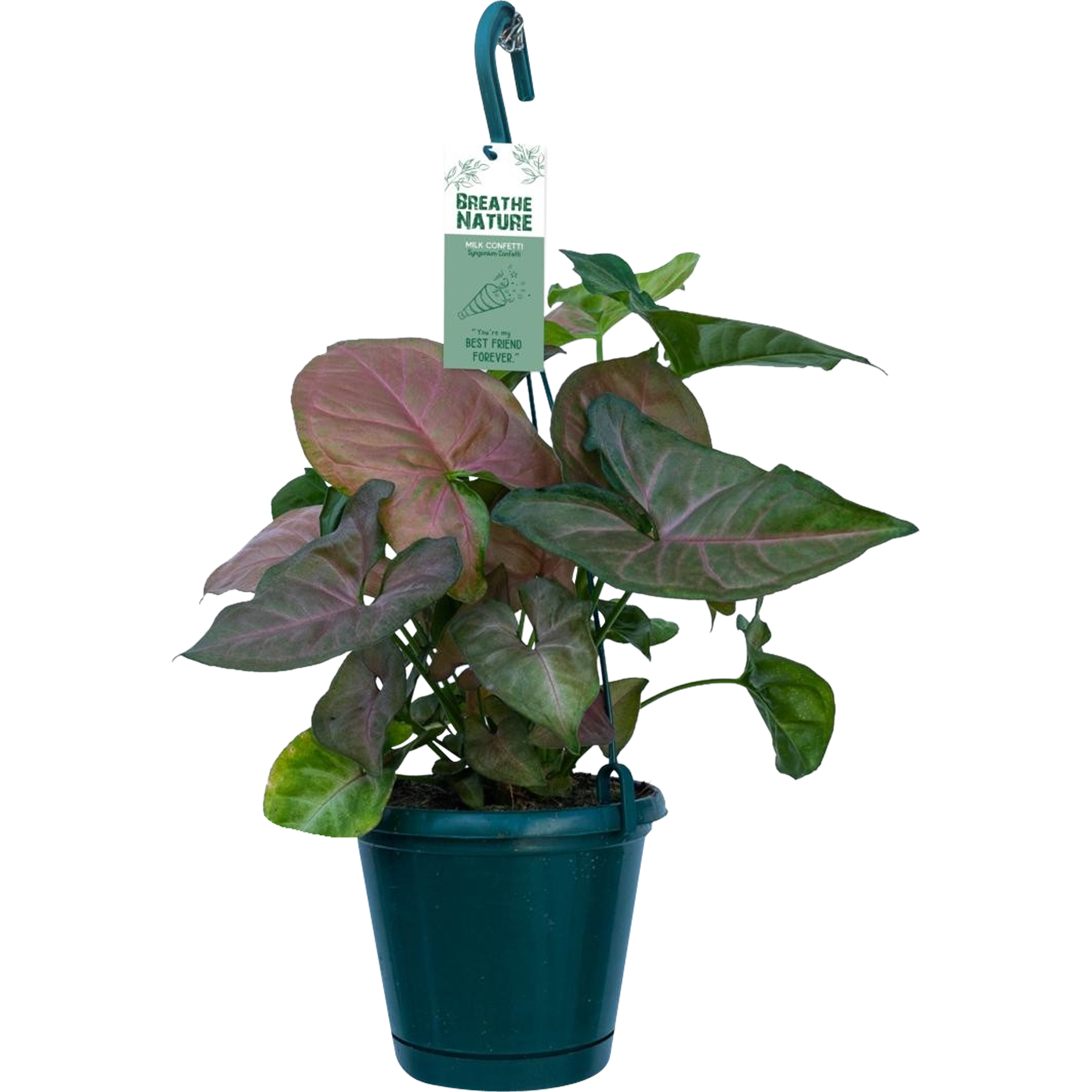 Syngonium w wiszącej donicy 30-35cm