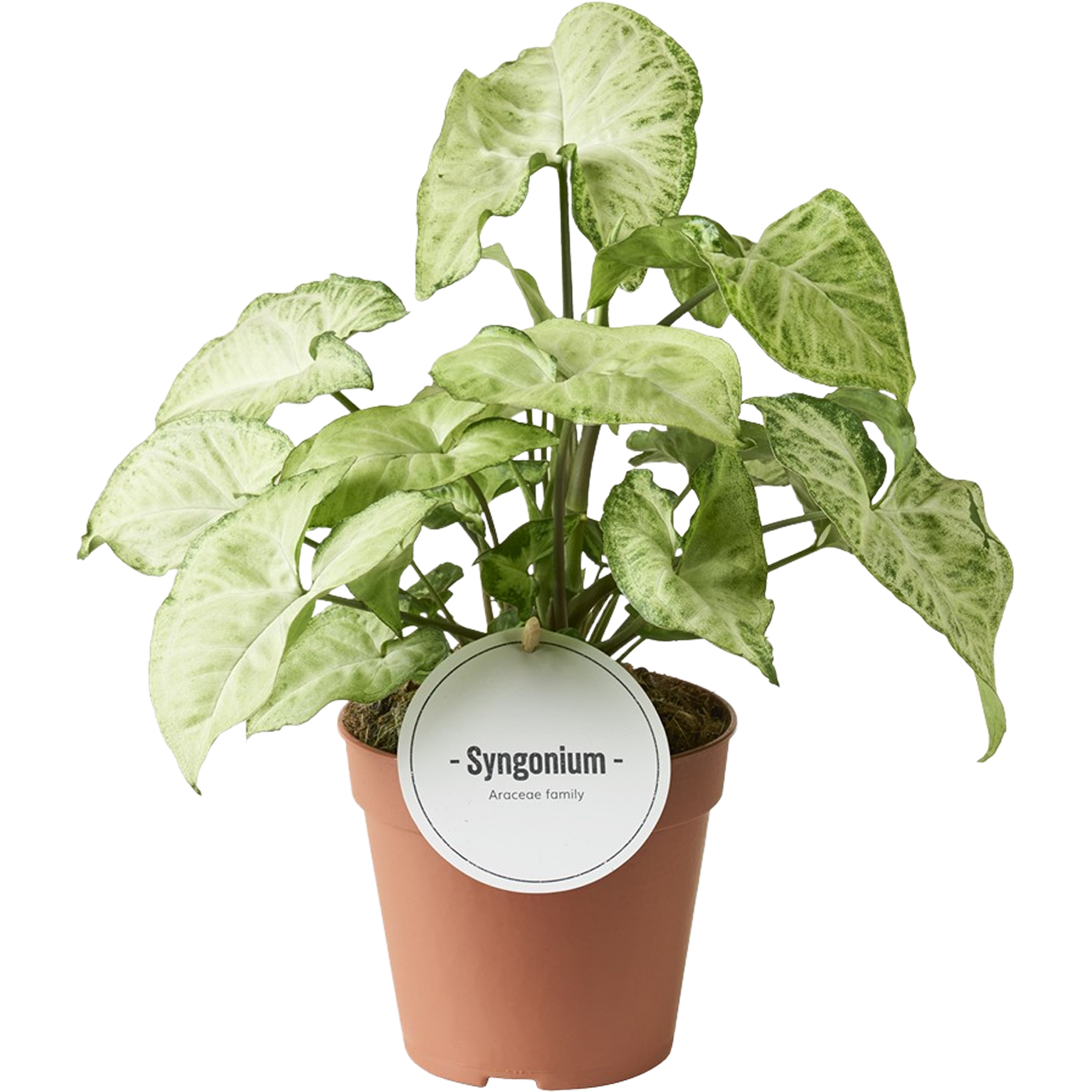 Syngonium Special 25-30 cm