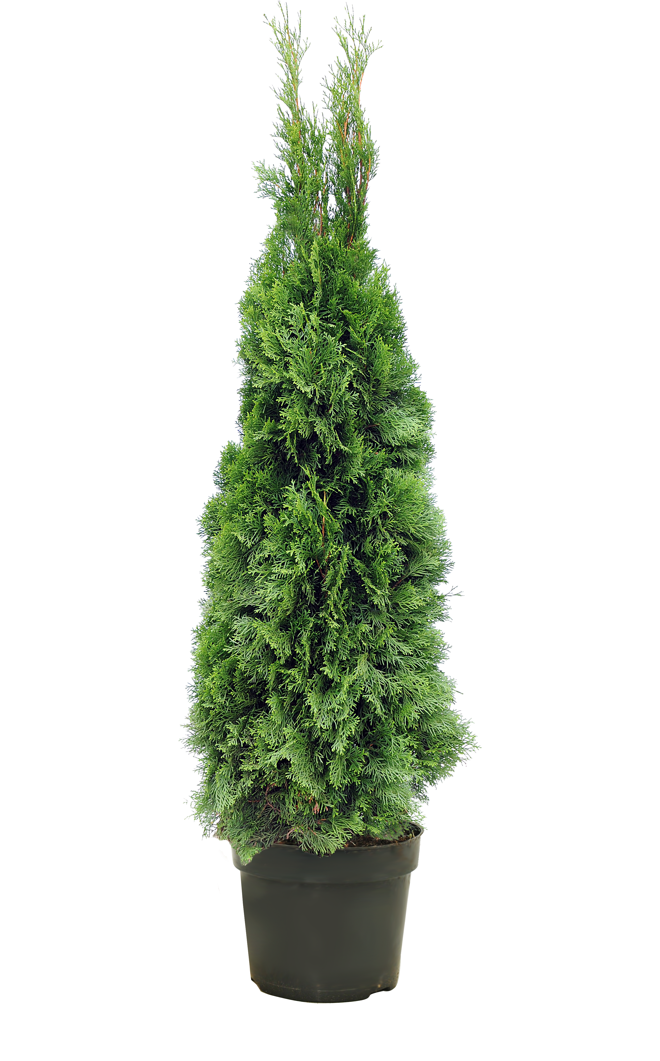 Żywotnik Szmaragd 160-180 cm