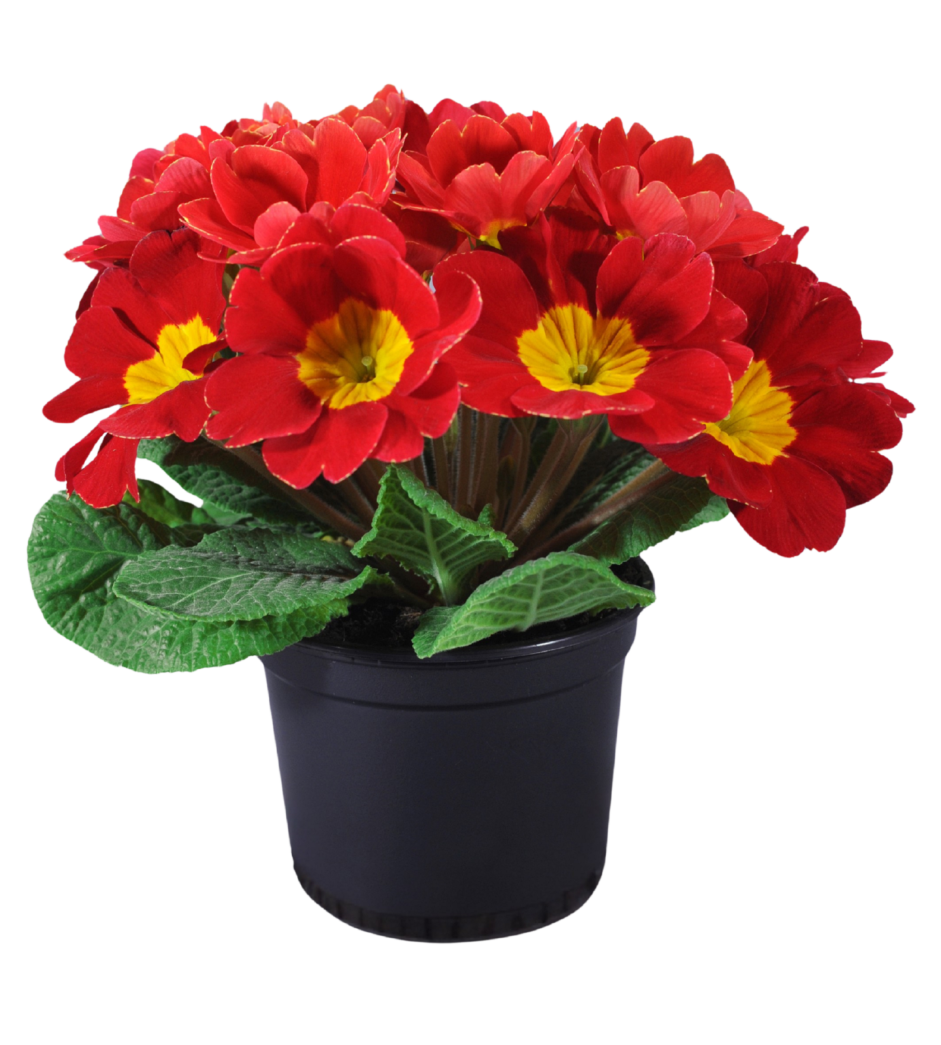 Primula 12-15 cm