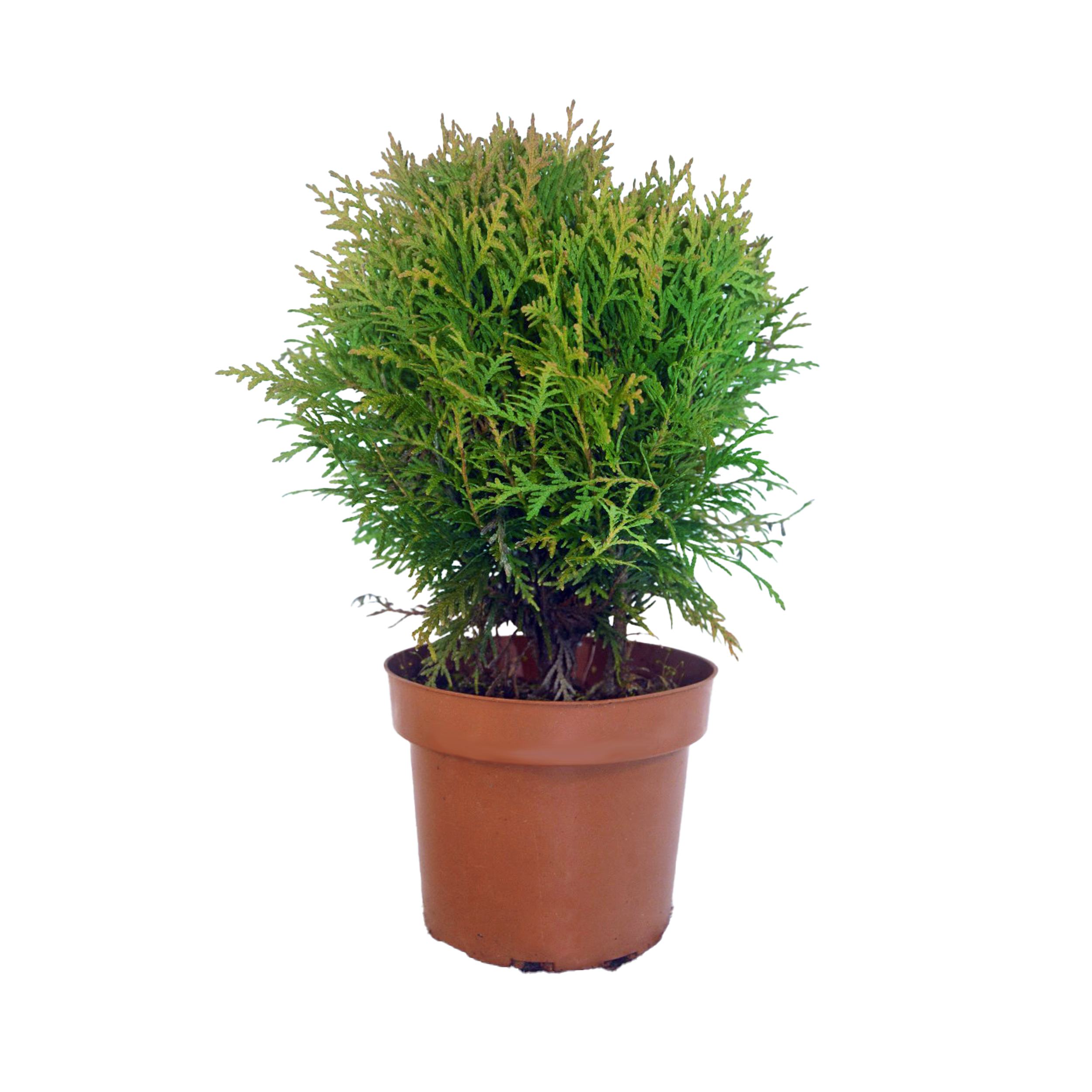 Tuja Żywotnik Danica 20-40 cm
