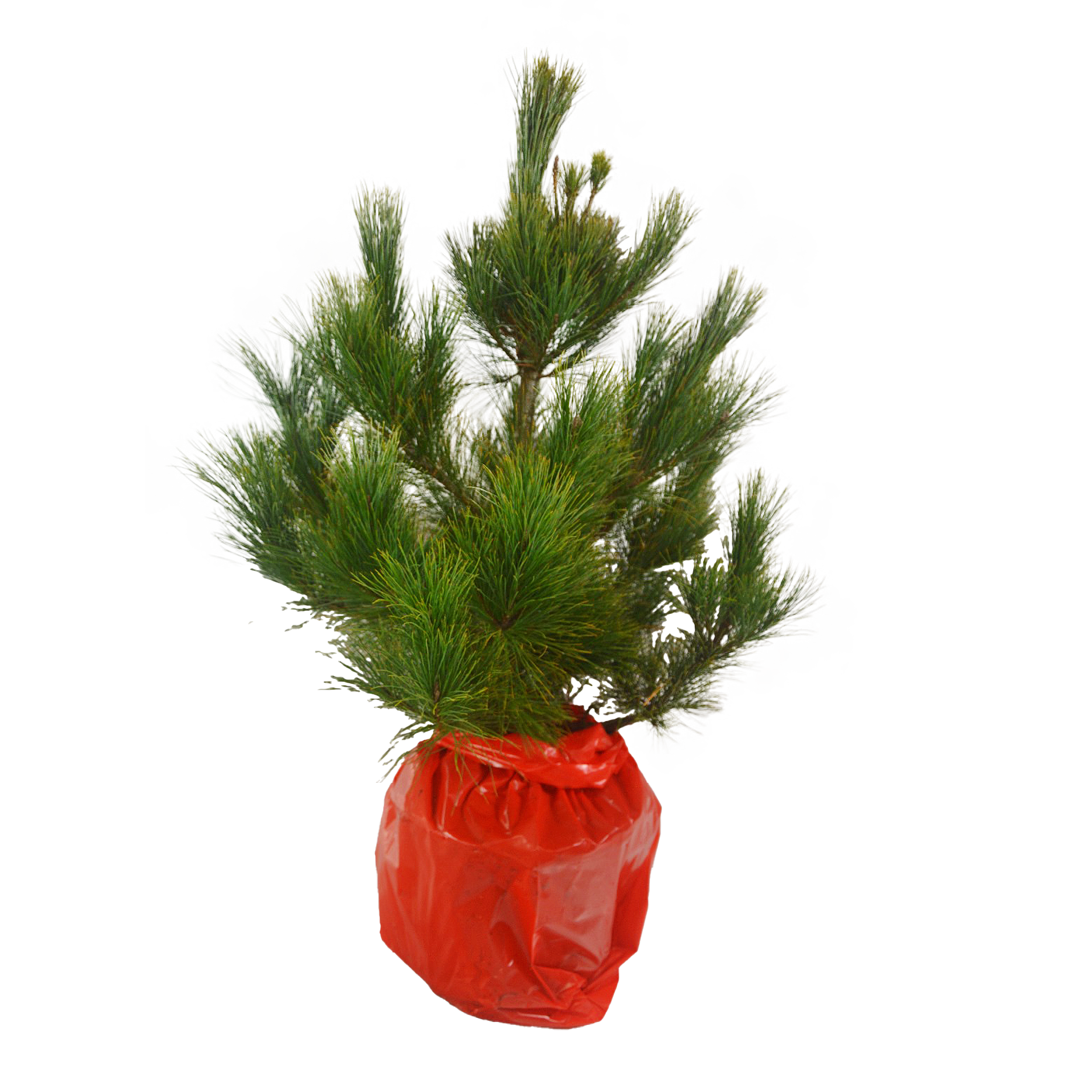Sosna Limba ukorzeniona 60-80 cm