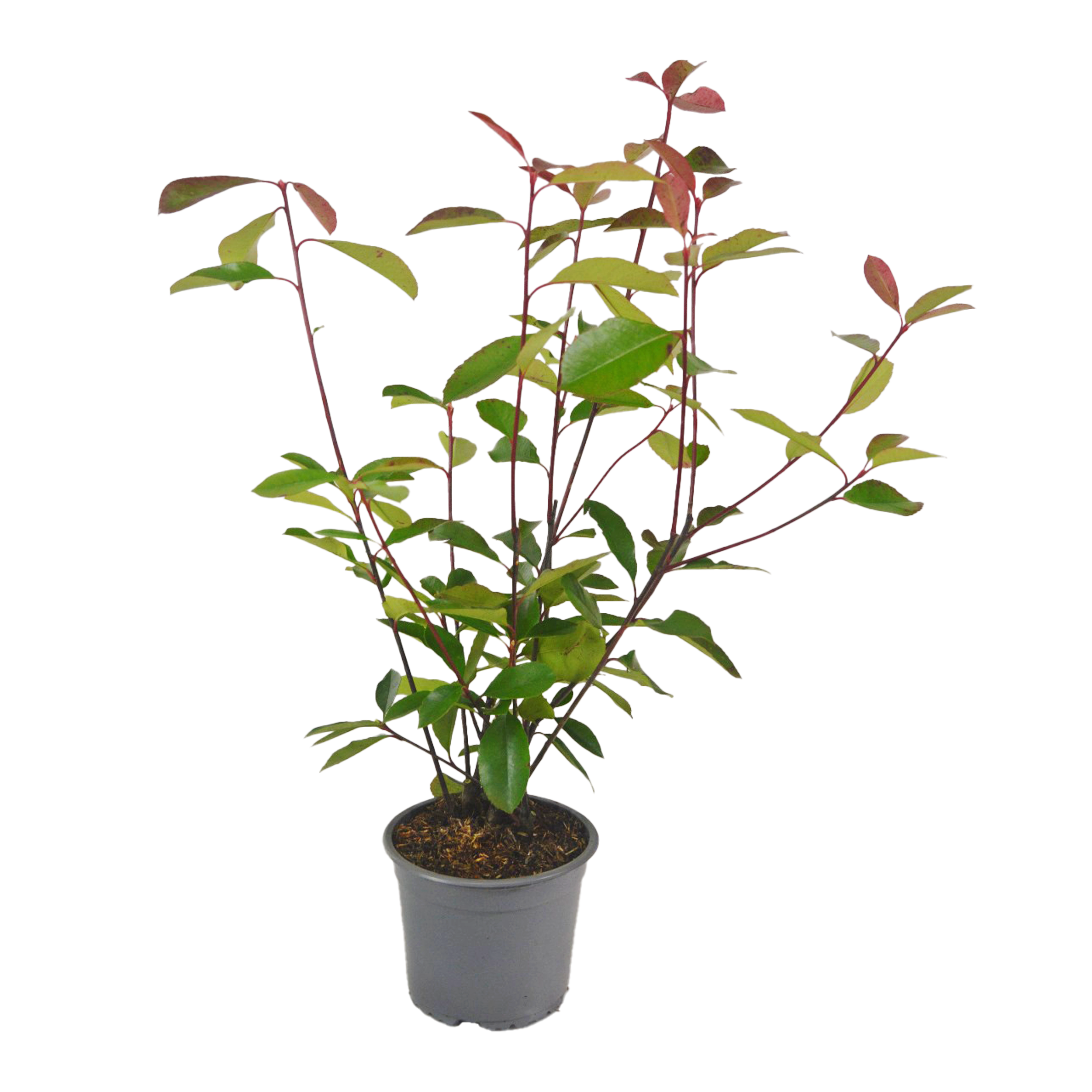 Głogownik Red Robin 60-80 cm