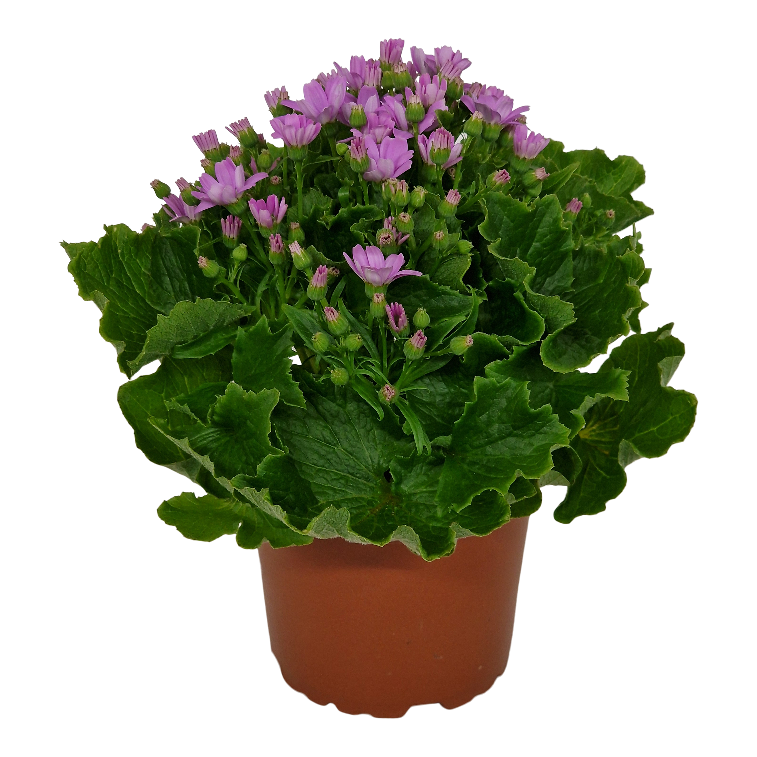 Cyneraria wysoka Senecio Venezia 25 cm