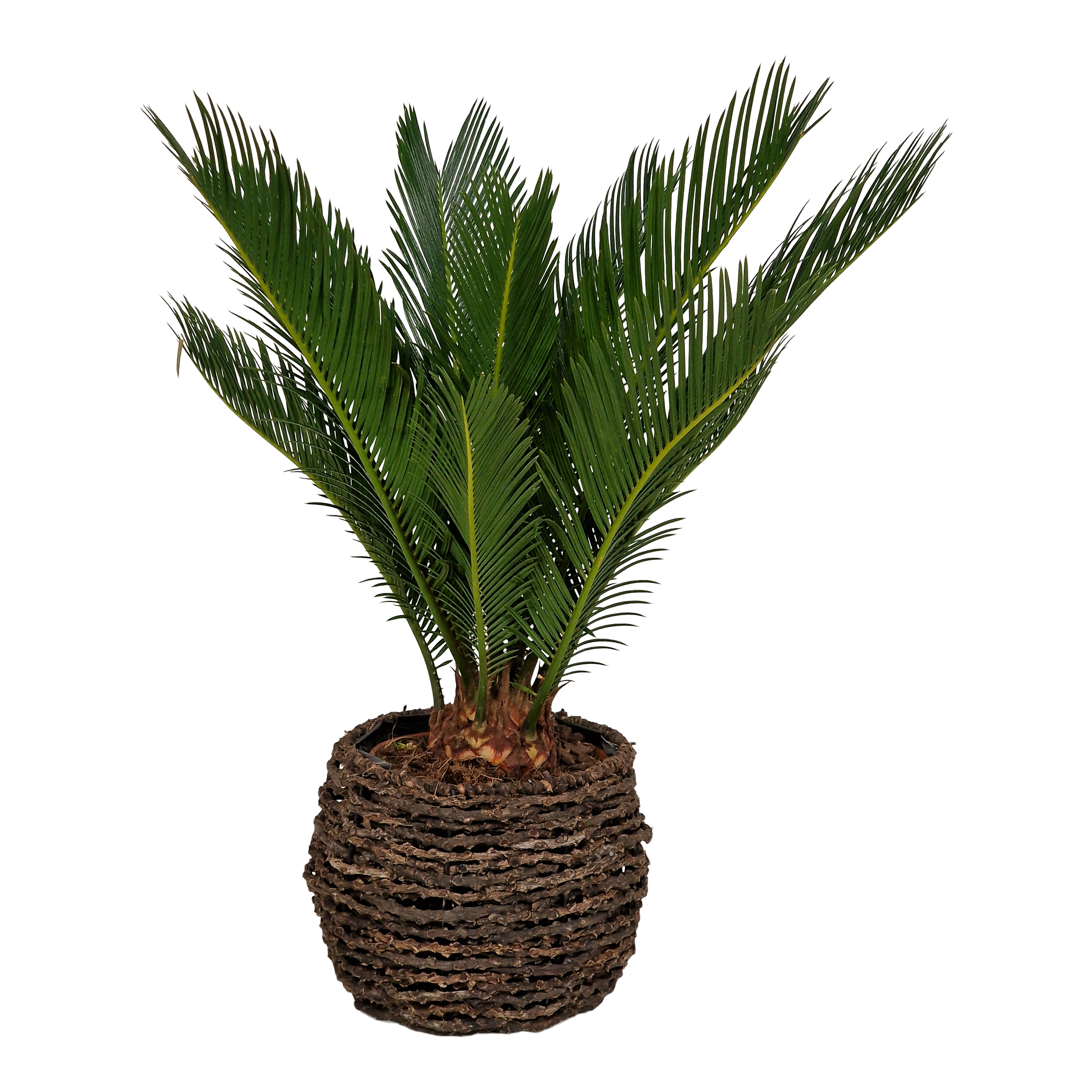 Sagowiec Cycas 55 cm