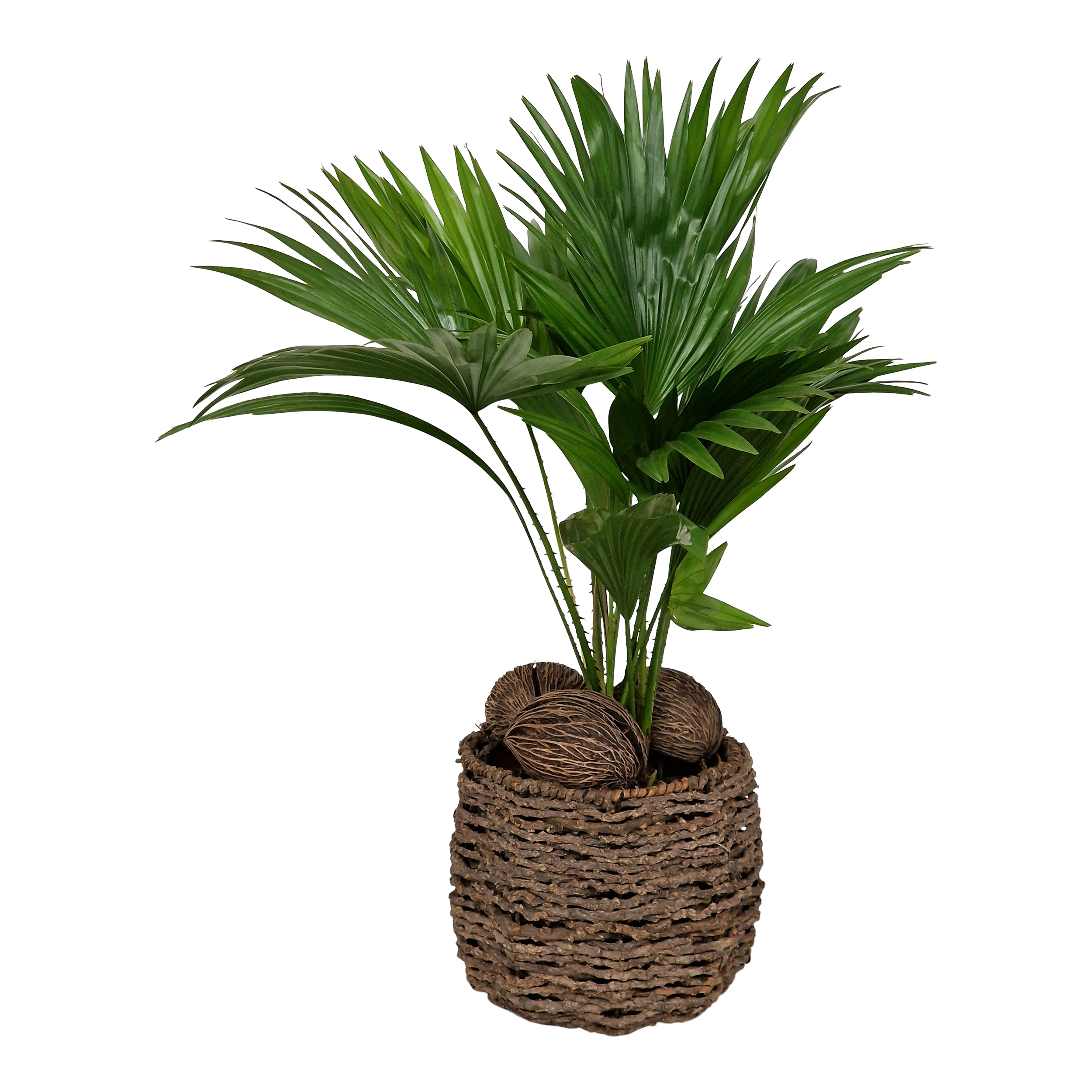 Liwistona okrągłolistna 50 cm