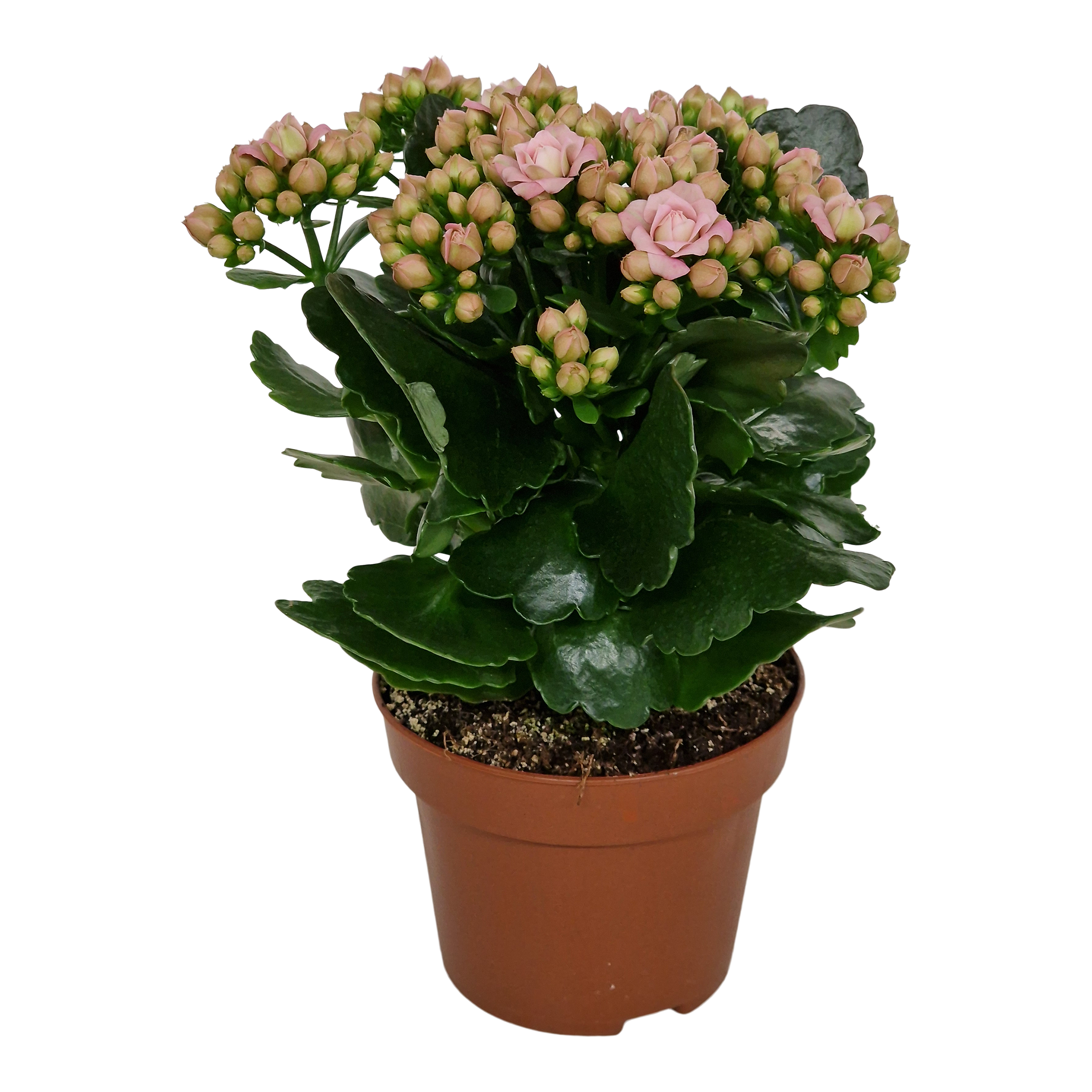 Kalanchoe Pink 26 cm