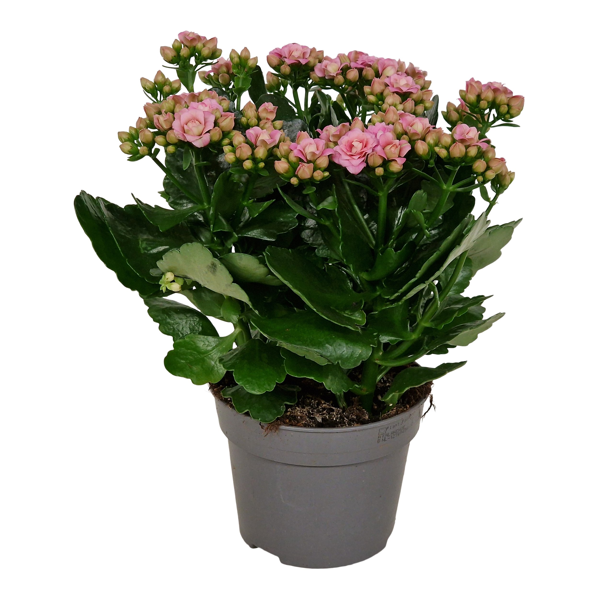 Kalanchoe Lilian Pink 26 cm