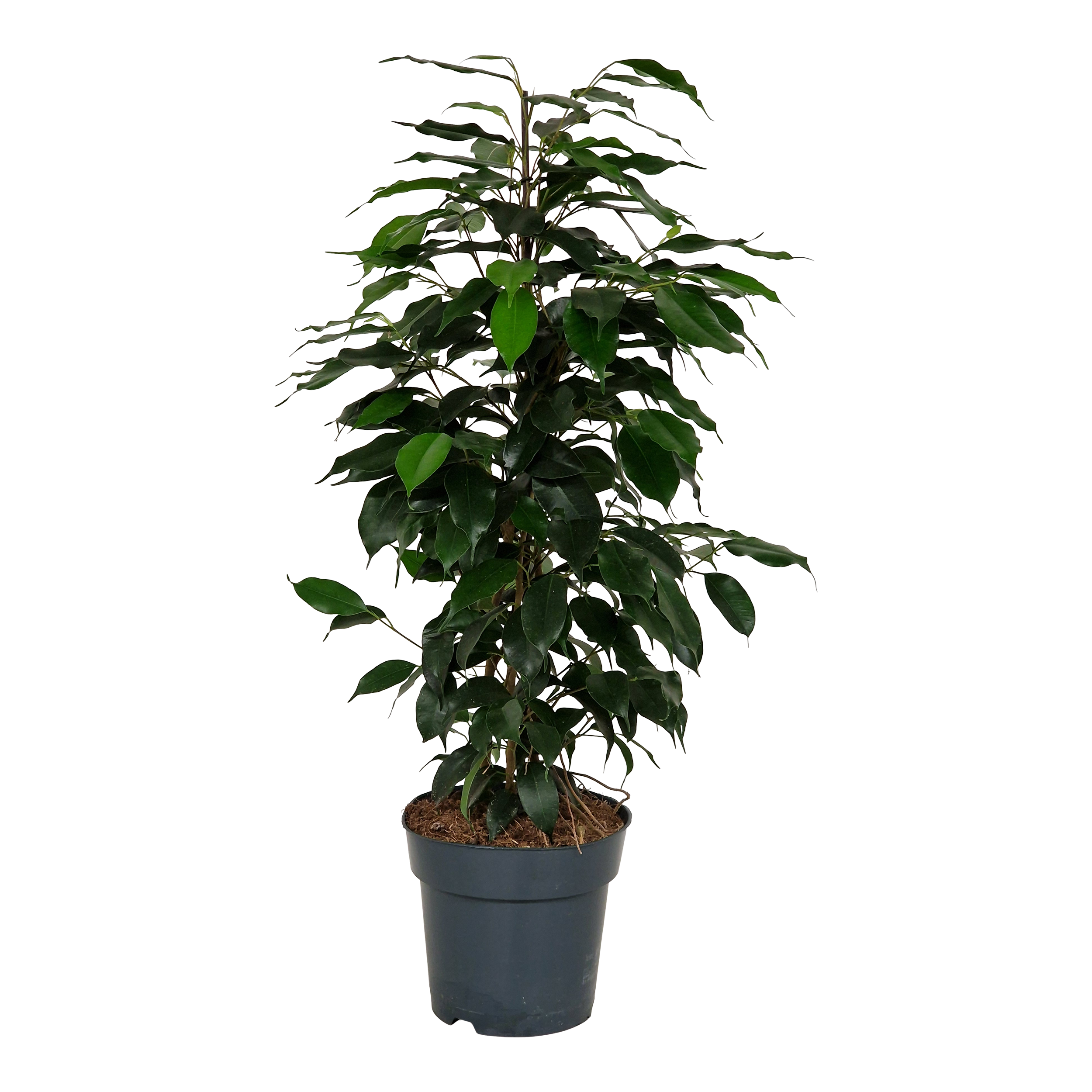 Fikus Benjamin Danielle 65 cm