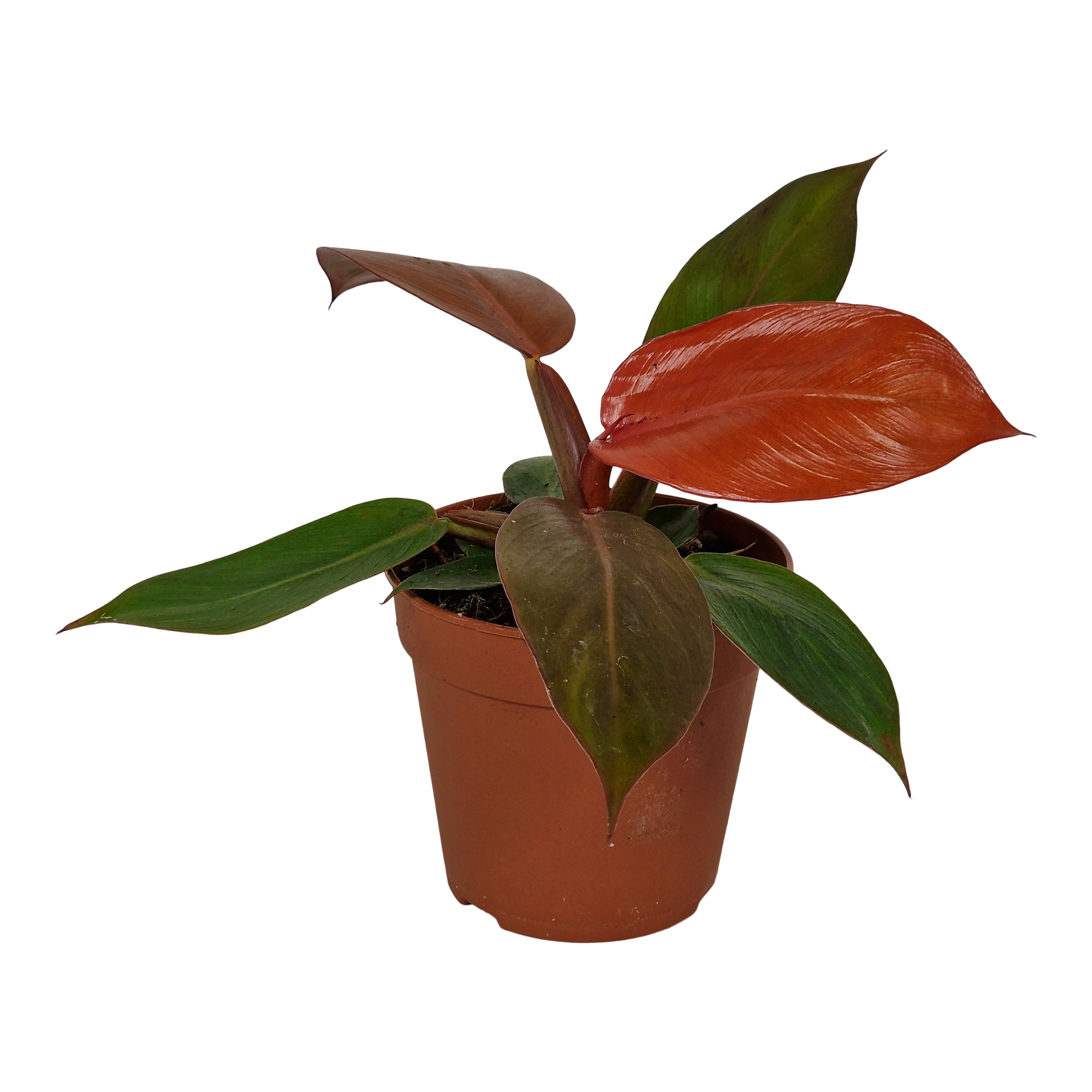 Filodendron Prince Orange 25 cm