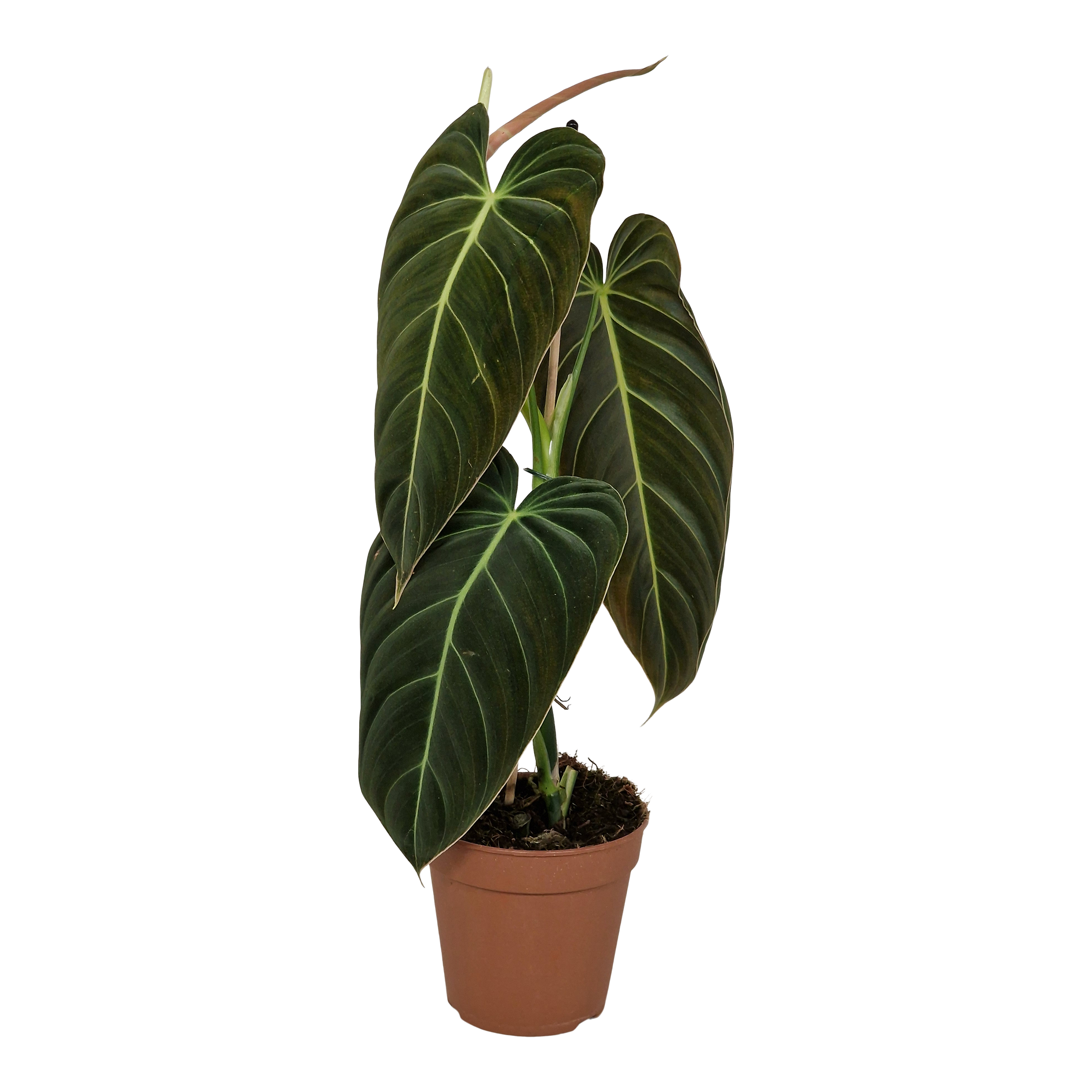 Filodendron Melanochrysum 45 cm