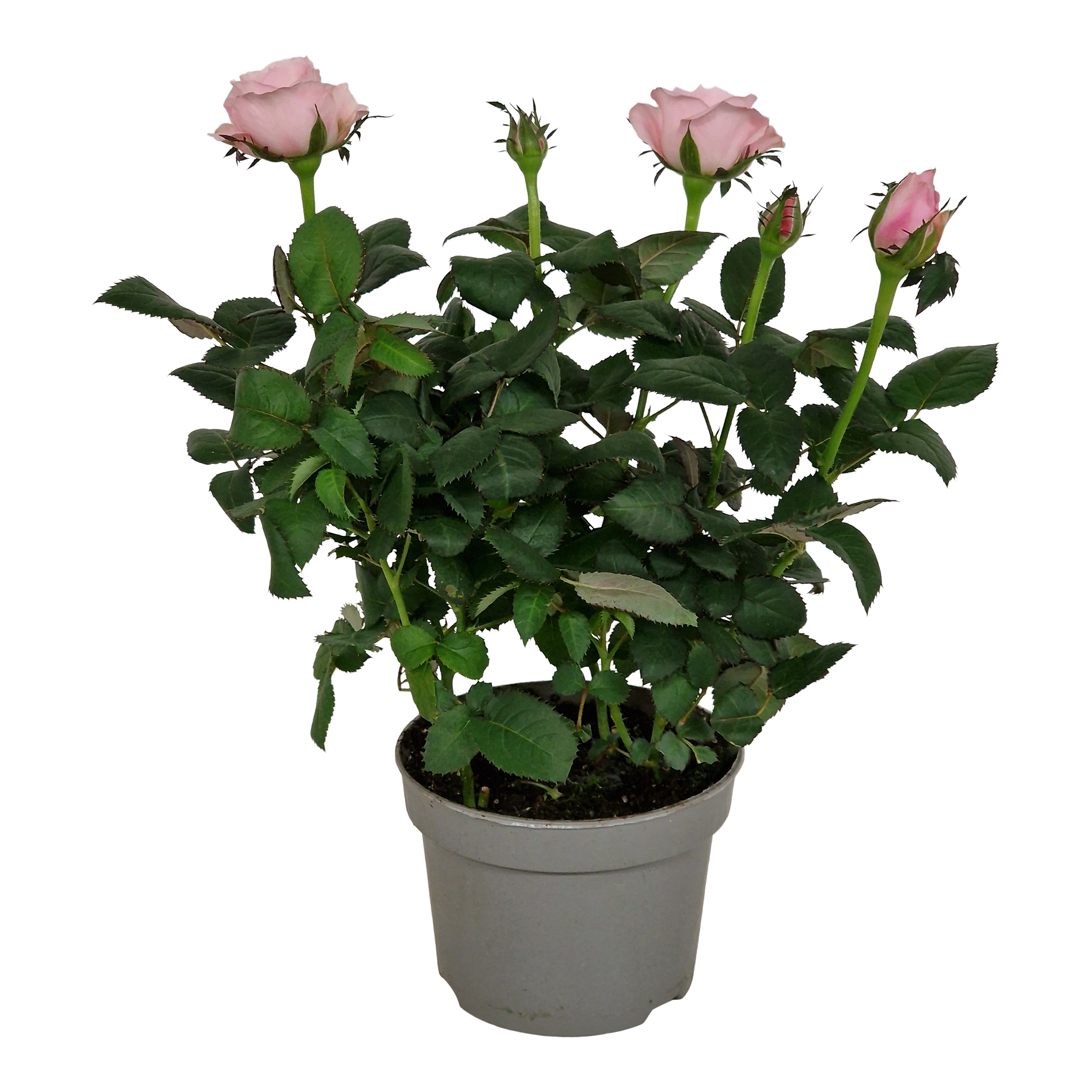 Róża Pink 25 cm