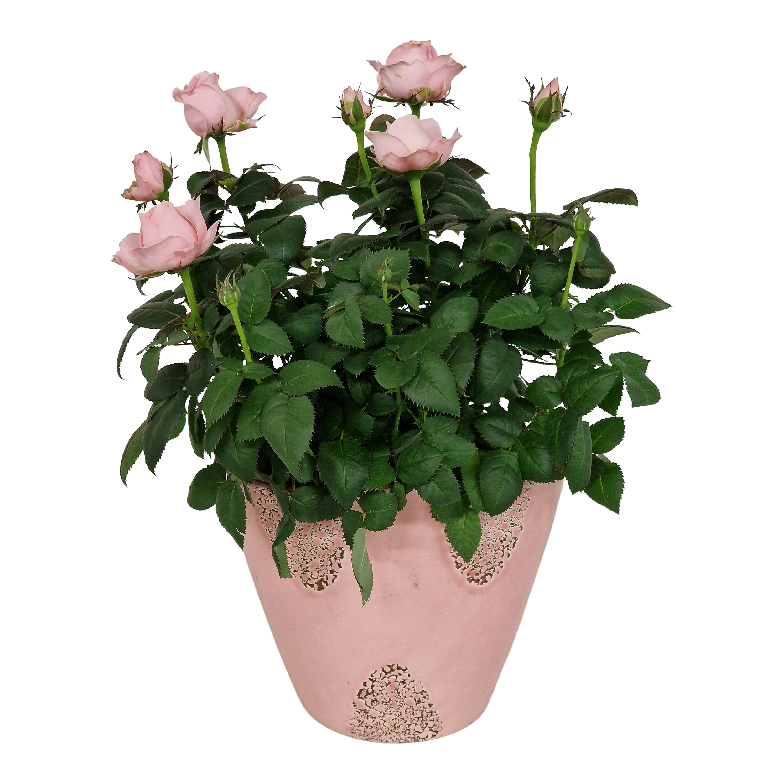Róża Princess Pink 32 cm