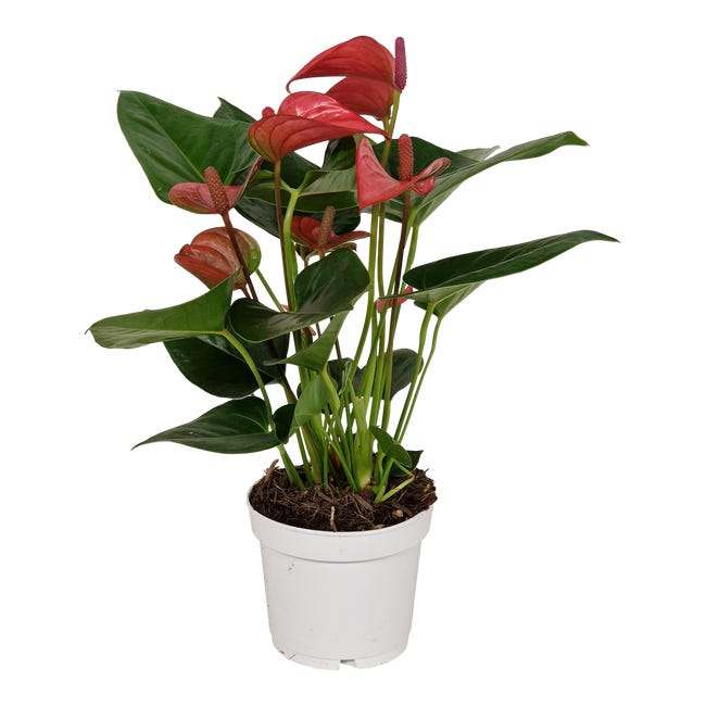 Anturium pink champion 40 cm 94547393