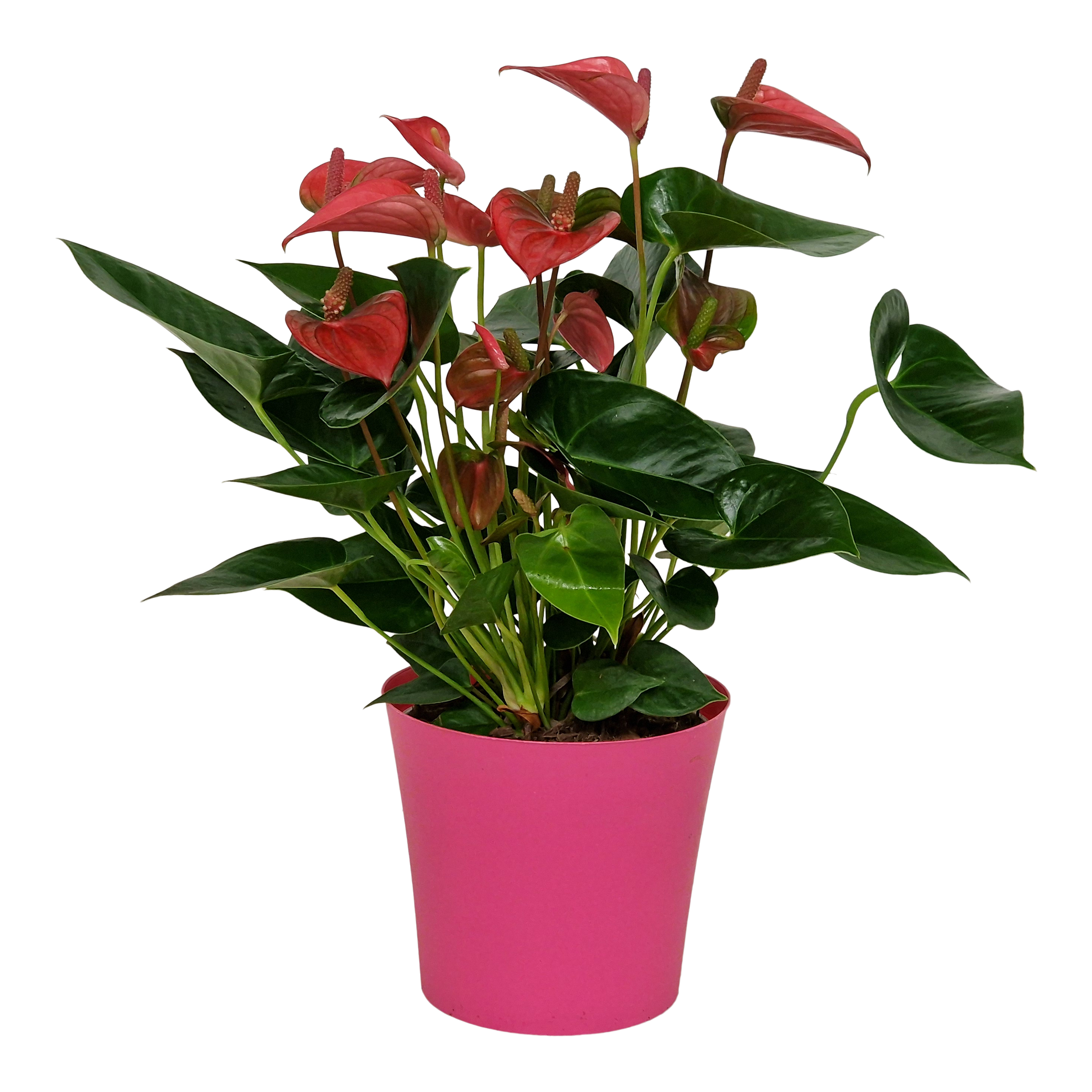 Anturium Pink Champion 55 cm