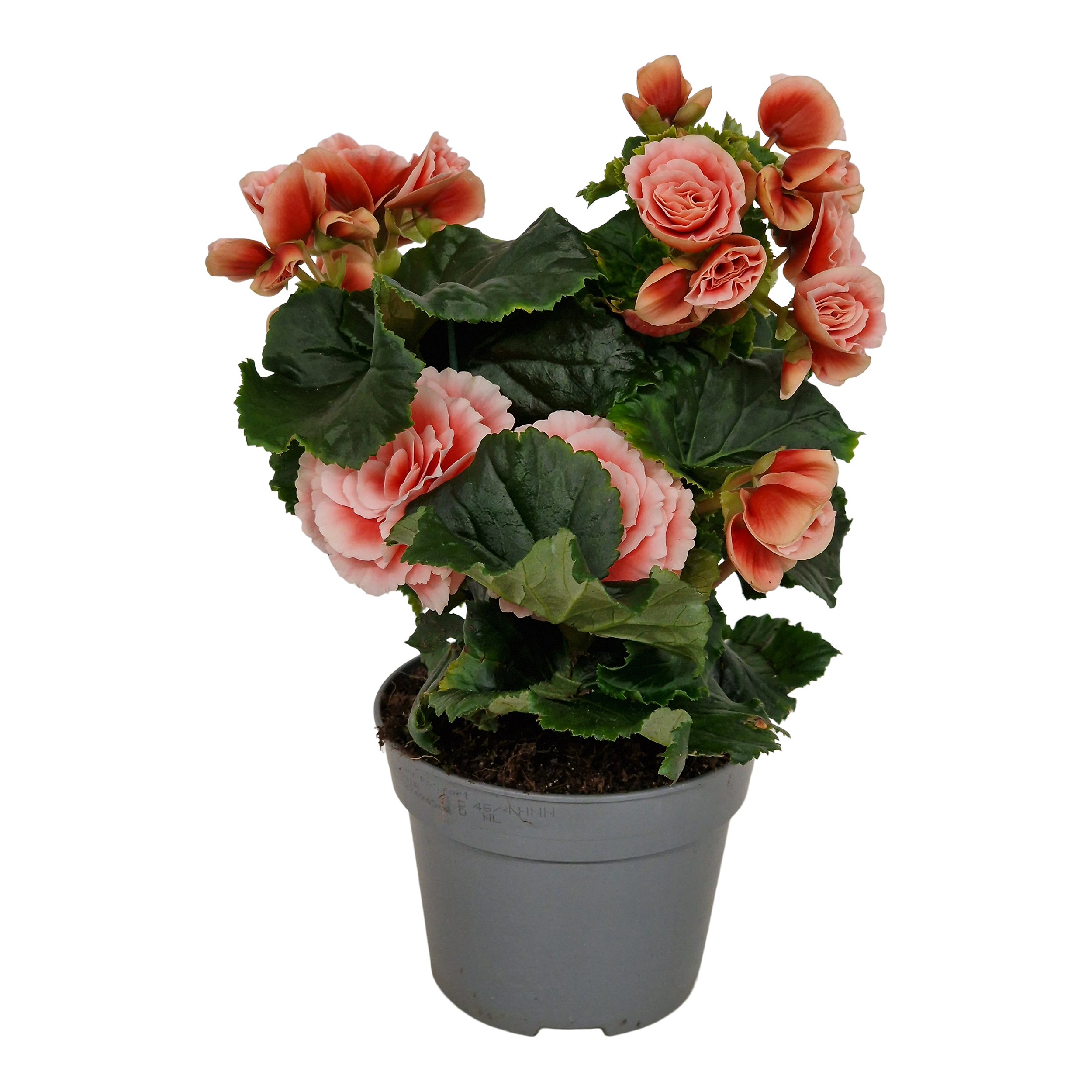 Begonia Borias Pink 31 cm
