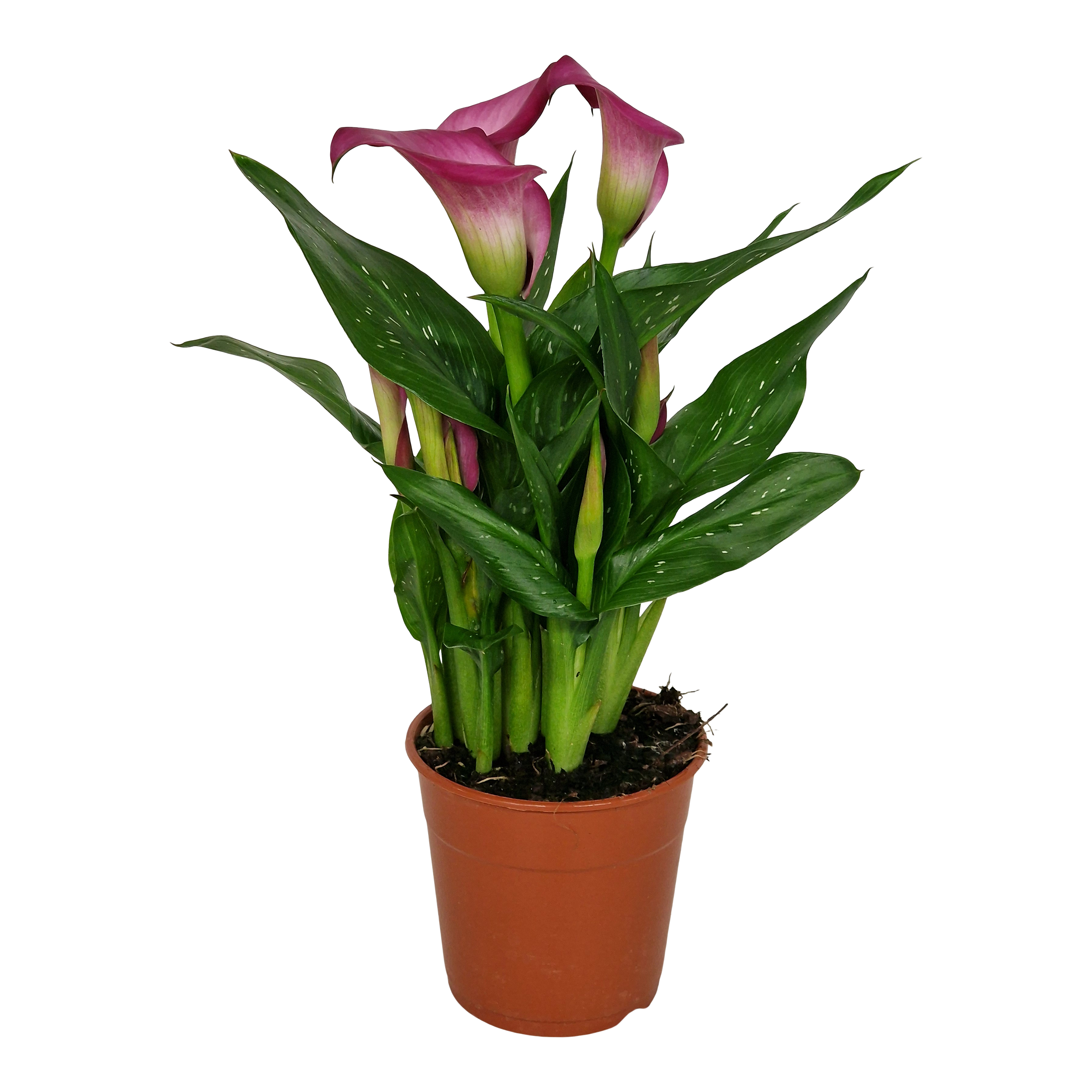 Kalia Zazu Pink 35 cm