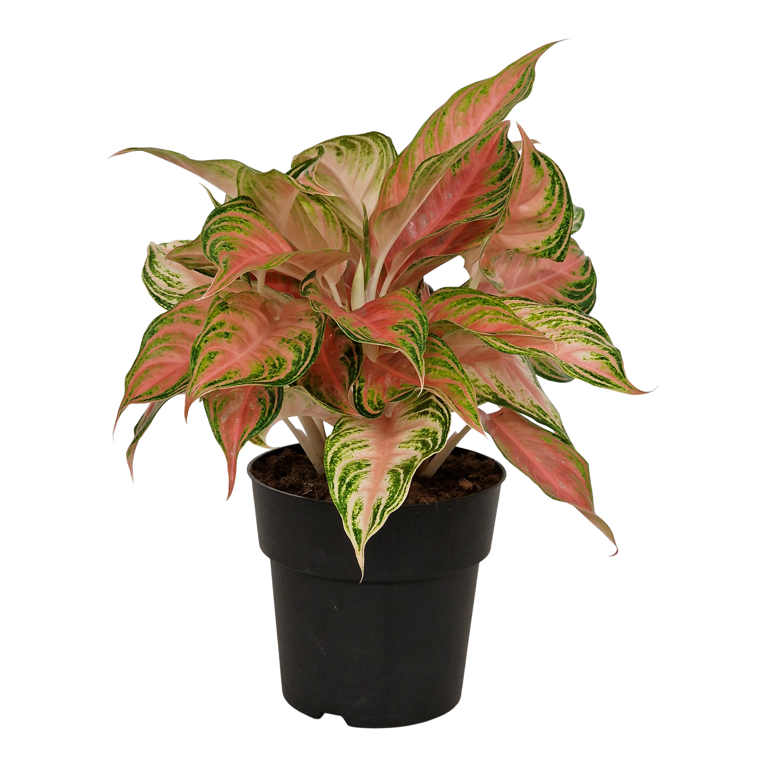 Aglonema Eyecatcher 55 cm