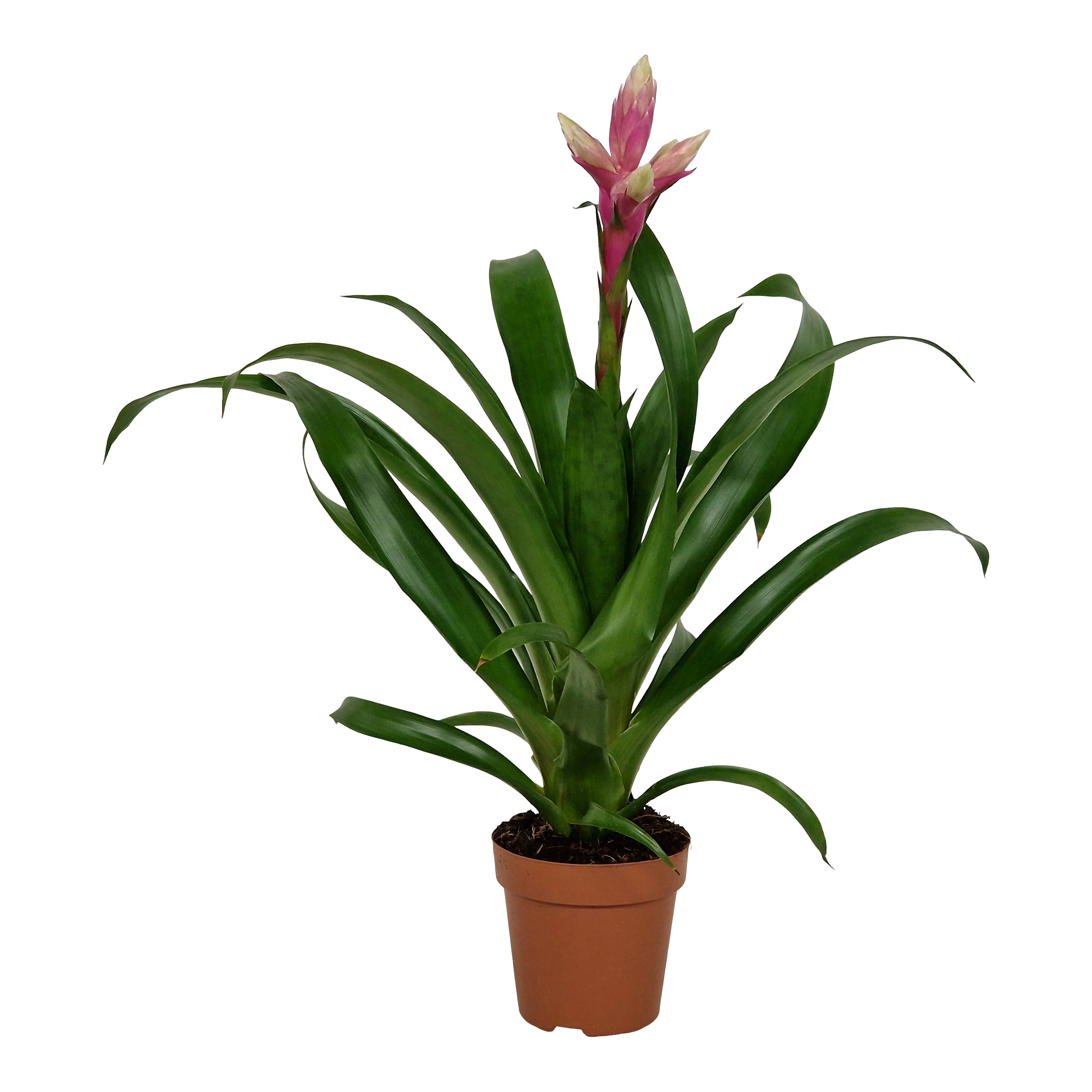 Guzmania Rockyflower Candy 40 cm