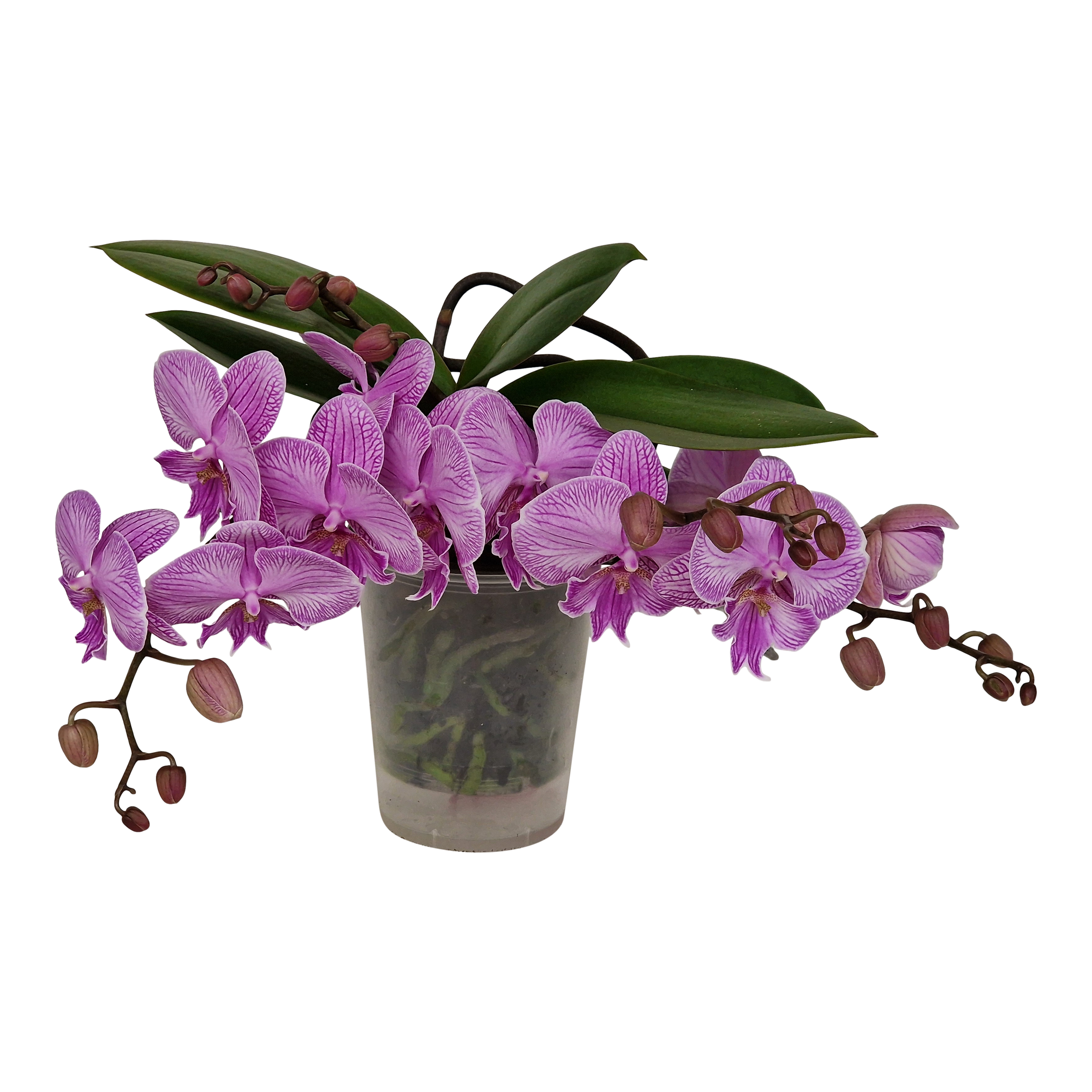 Storczyk Falenopsis Table Pink 35 cm
