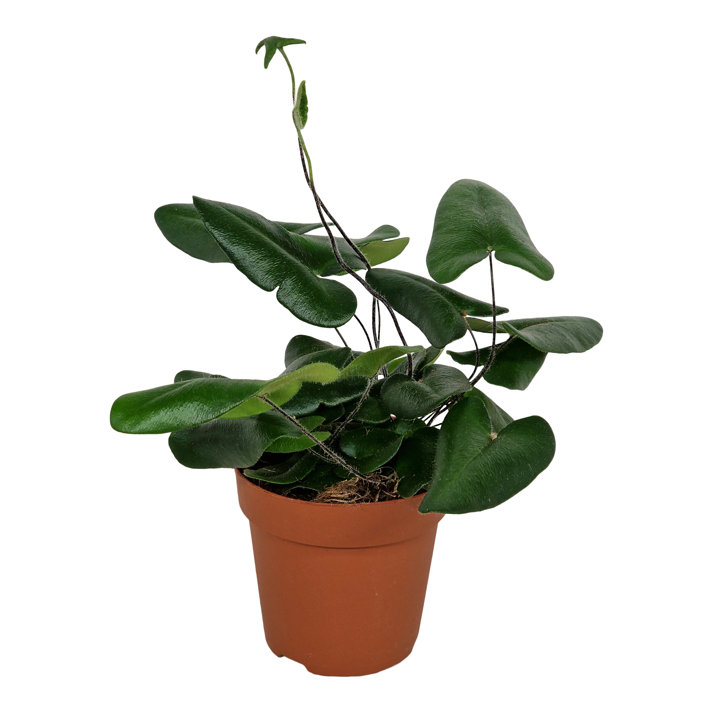 Paproć Nagółka jarzeębiolistna 30 cm