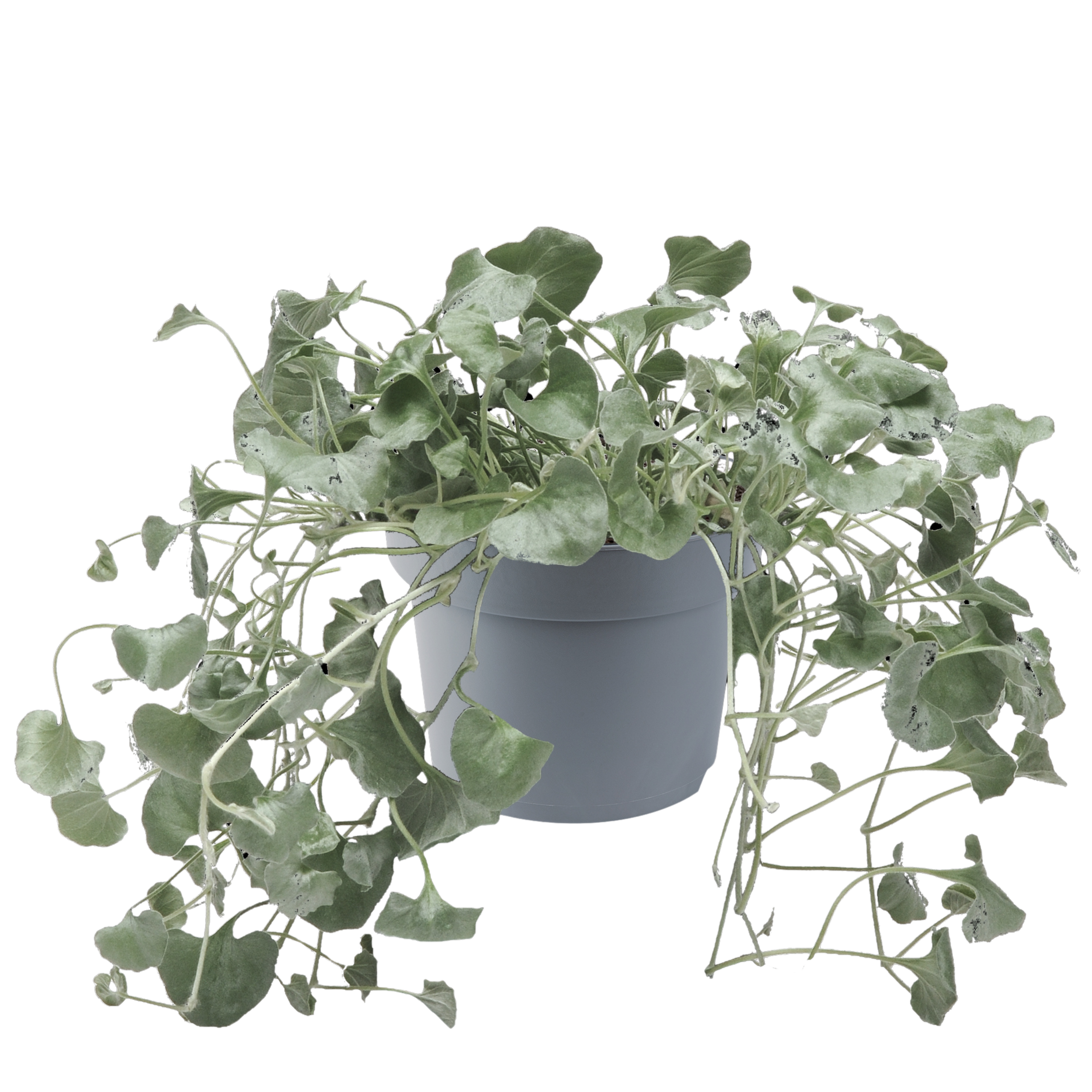 Dichondra srebrzysta 15-20 cm
