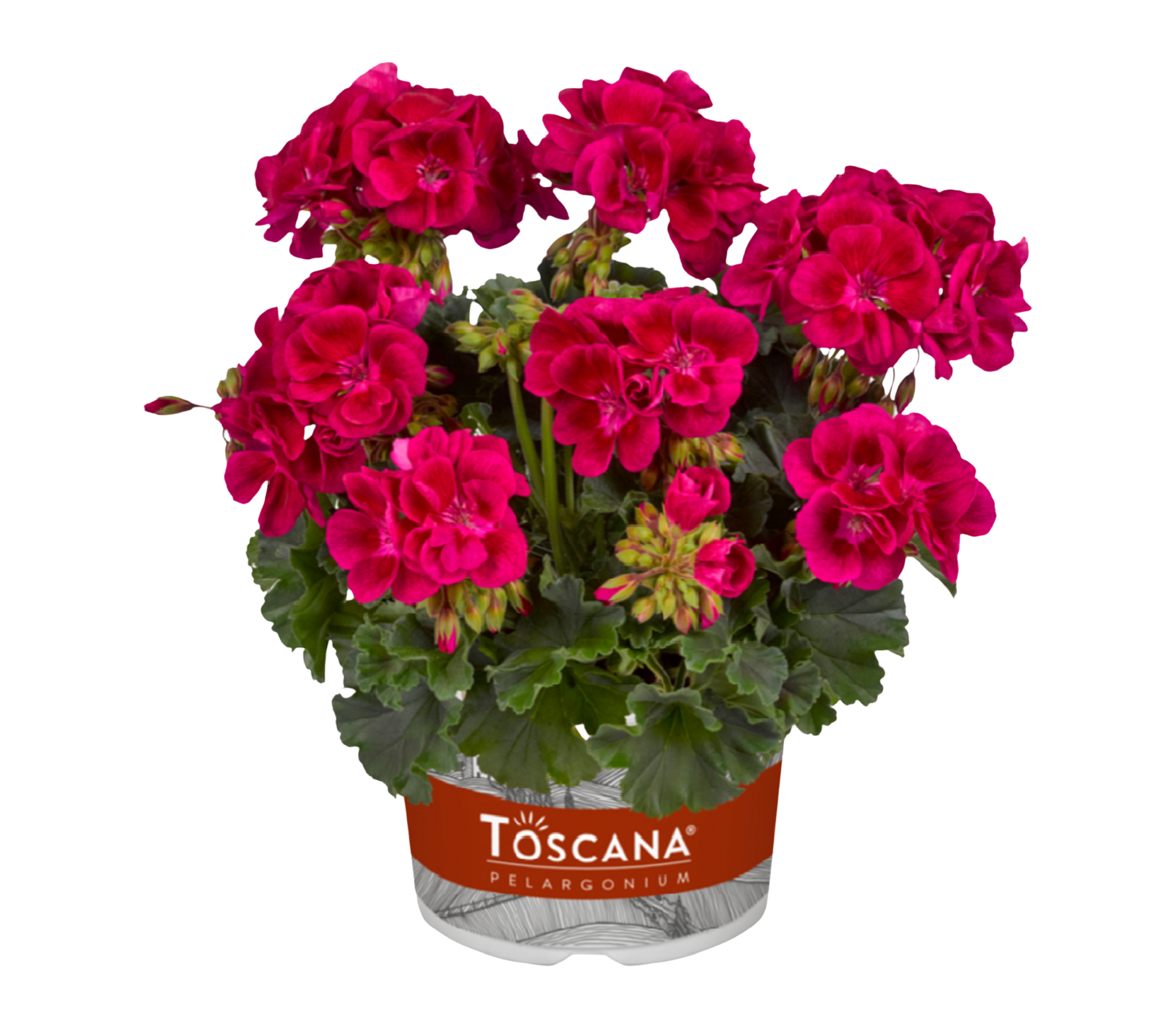 Pelargonia Magic Eye 15-20 cm