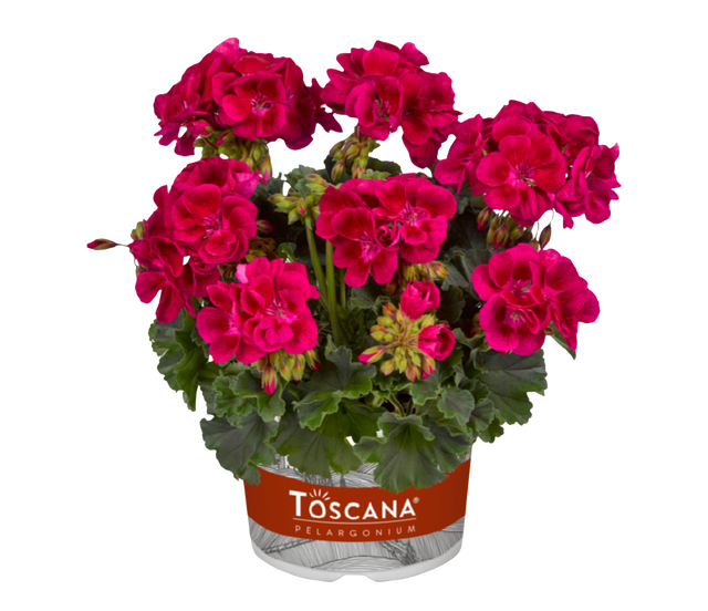 Pelargonia Magic Eye 15-20 cm