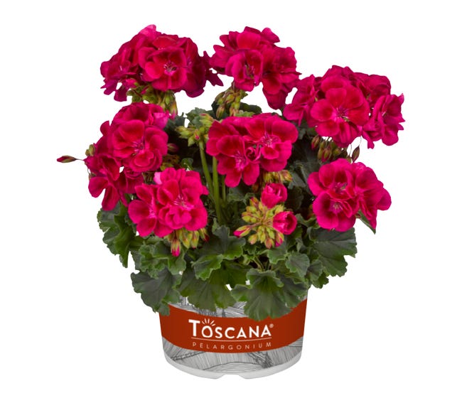Pelargonia magic eye 15 20 cm 94606523