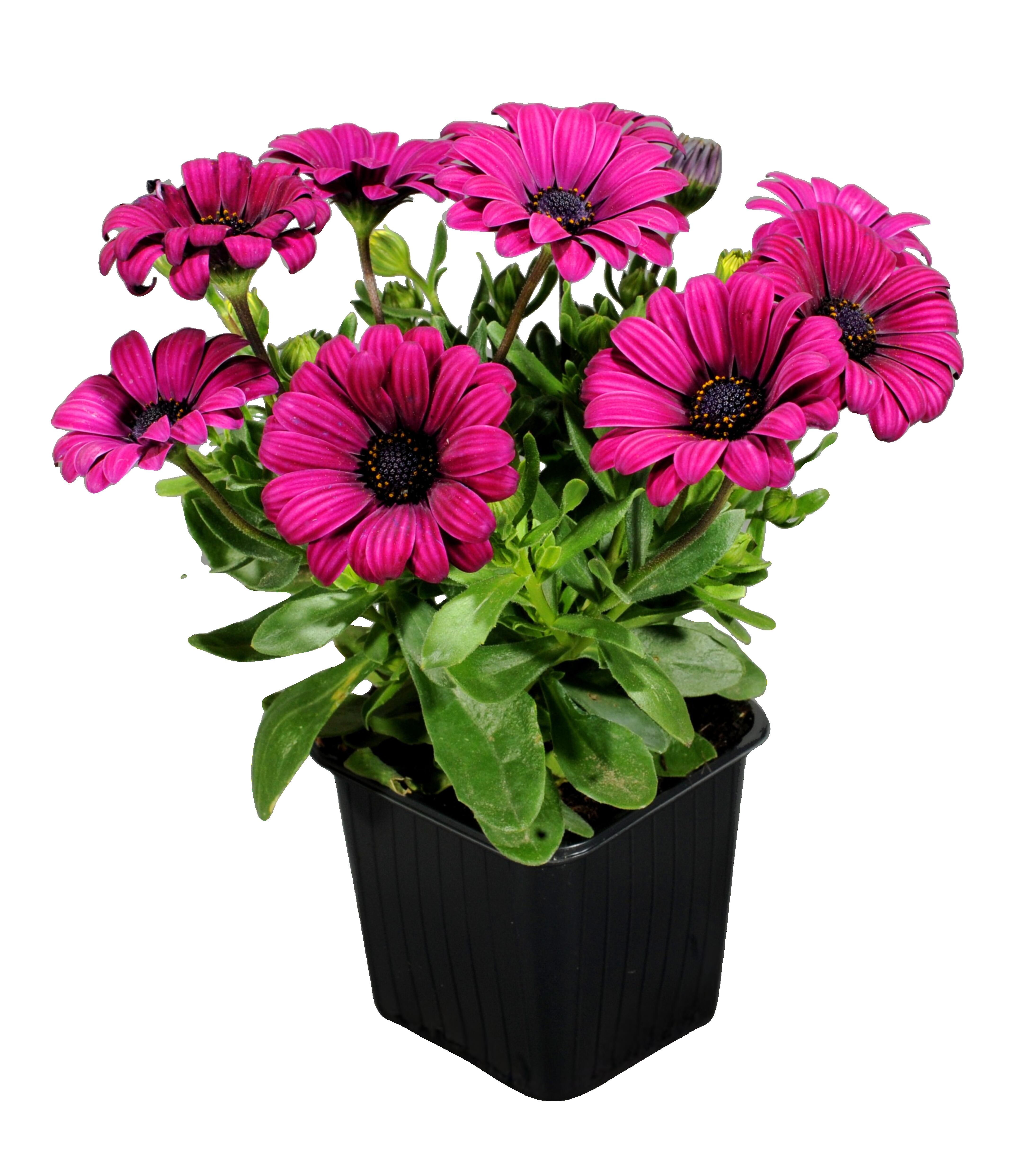 Stokrotka afrykańska 15-20 cm