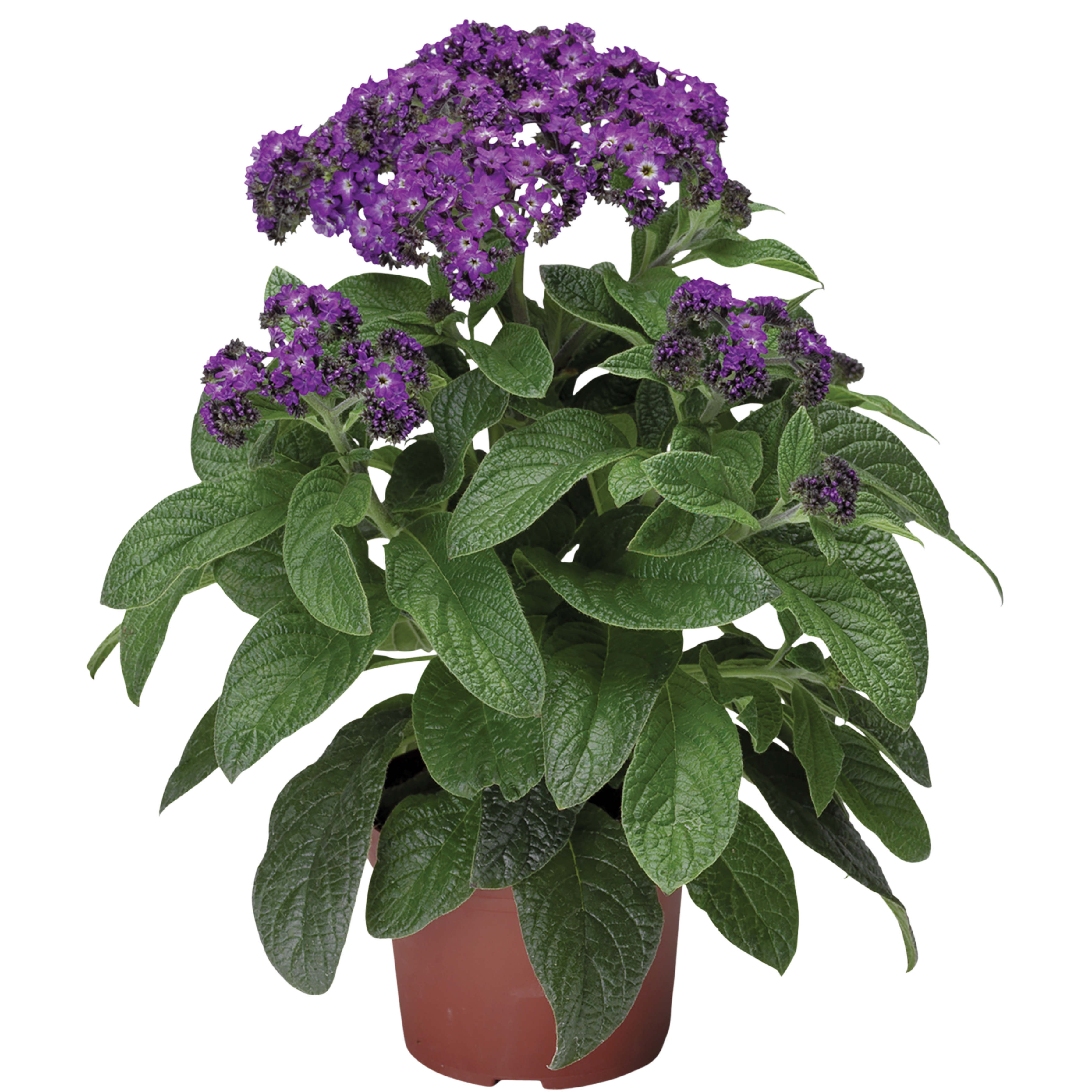 Heliotrop 15-20 cm