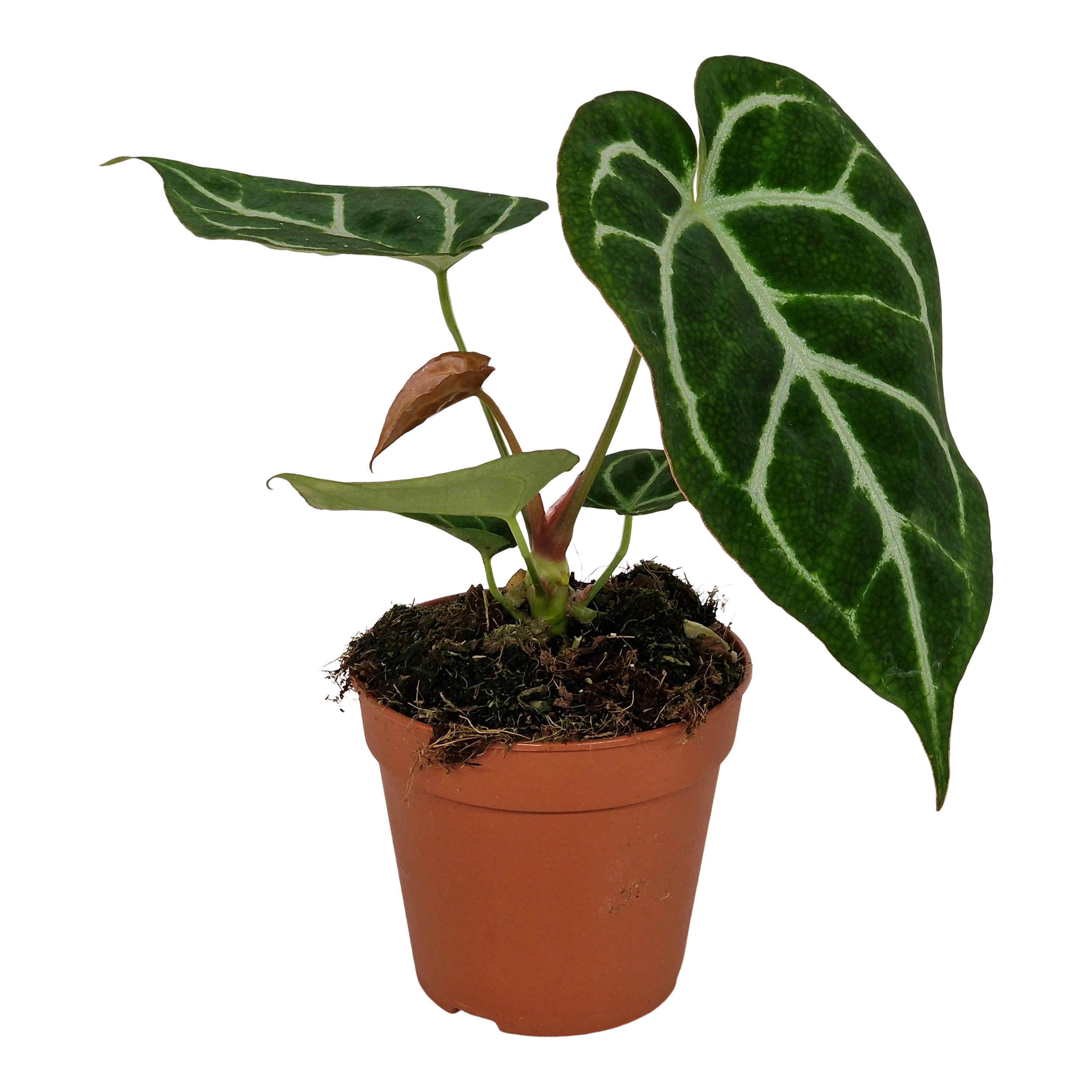 Anturium Crystallinum 20 cm - 2