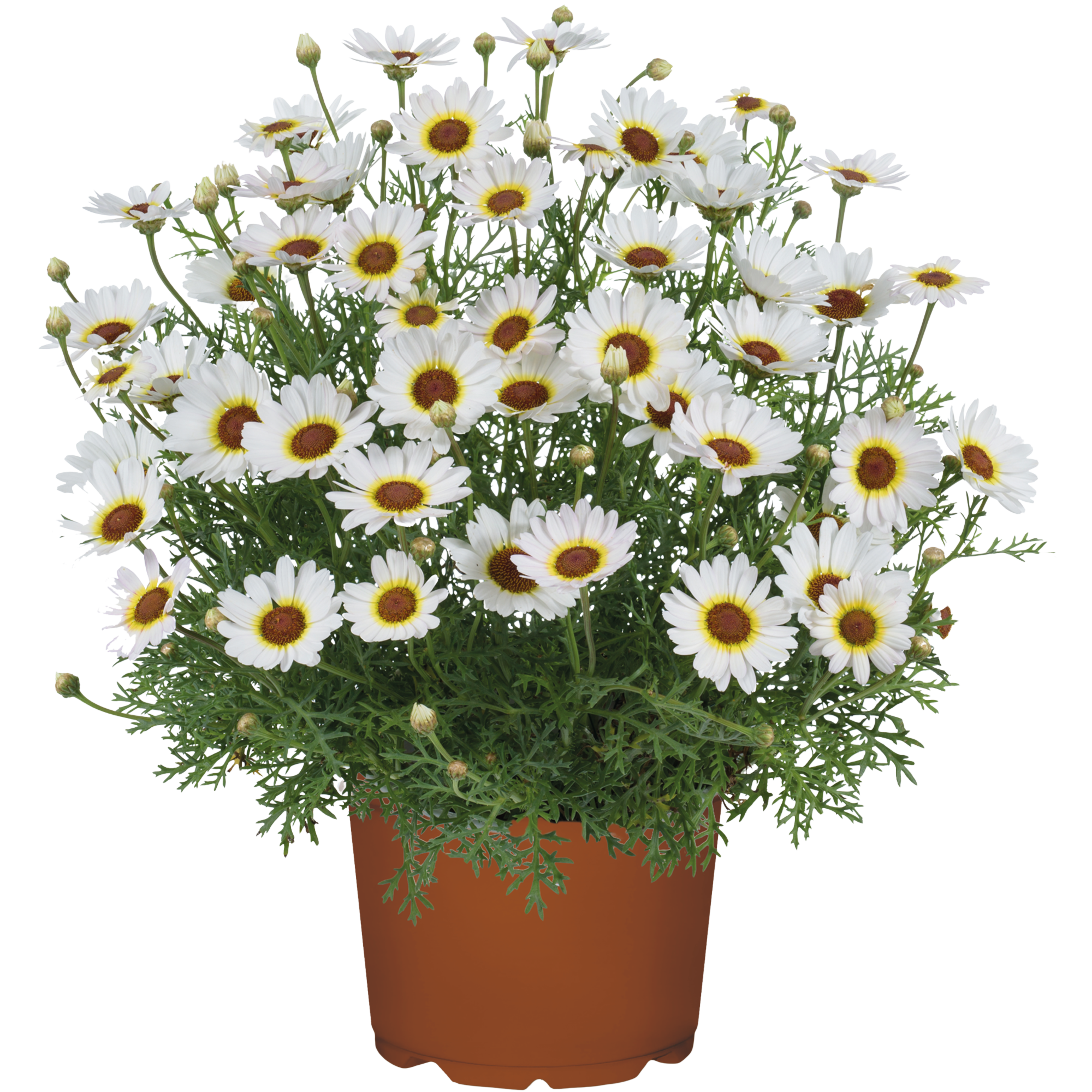 Margerytka premium 10-18 cm