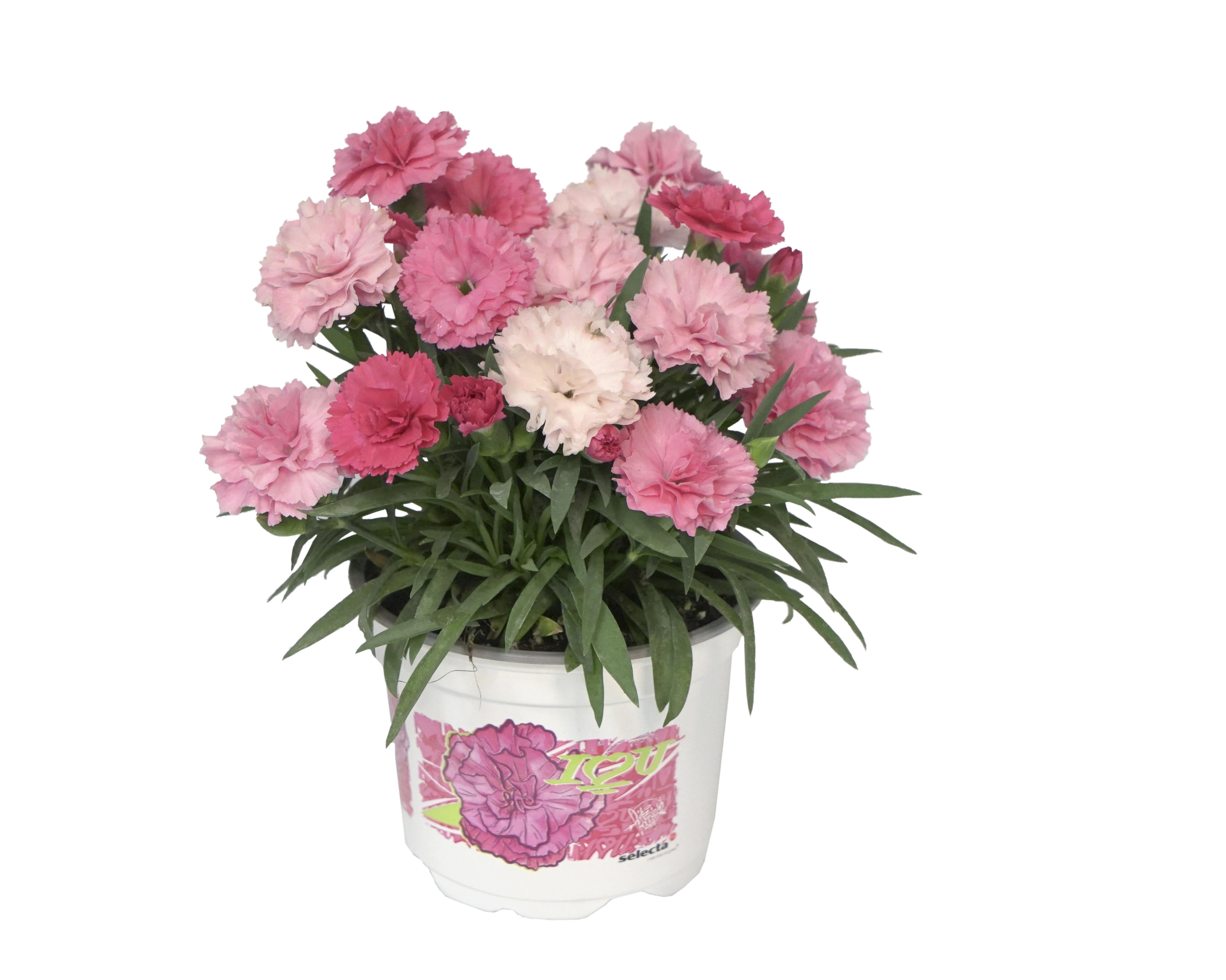 Goździk I Love You 15-20 cm