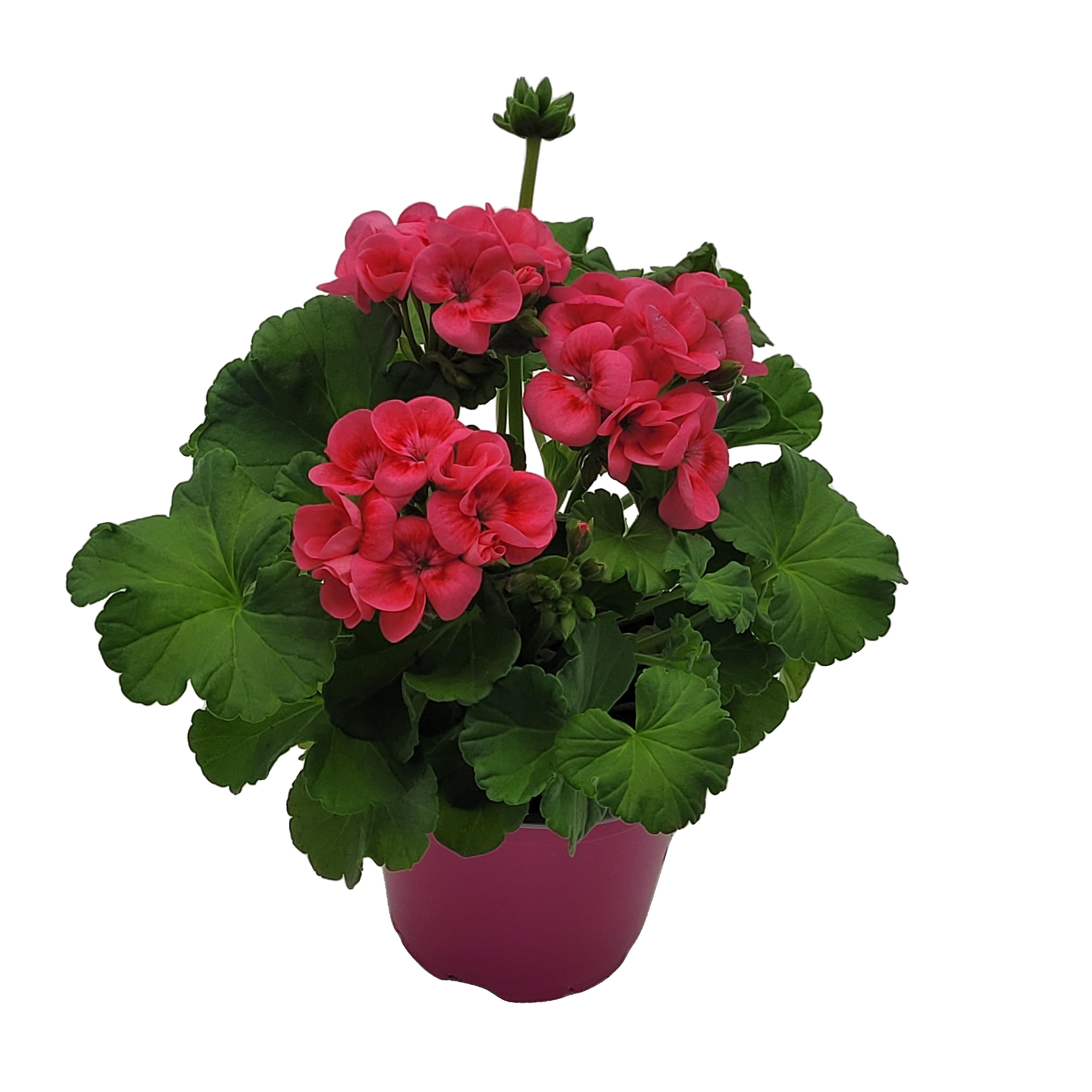 Pelargonia Pretty Litle 15-20 cm