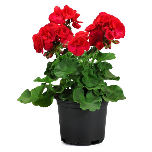 Pelargonia Zonale 15-20 cm