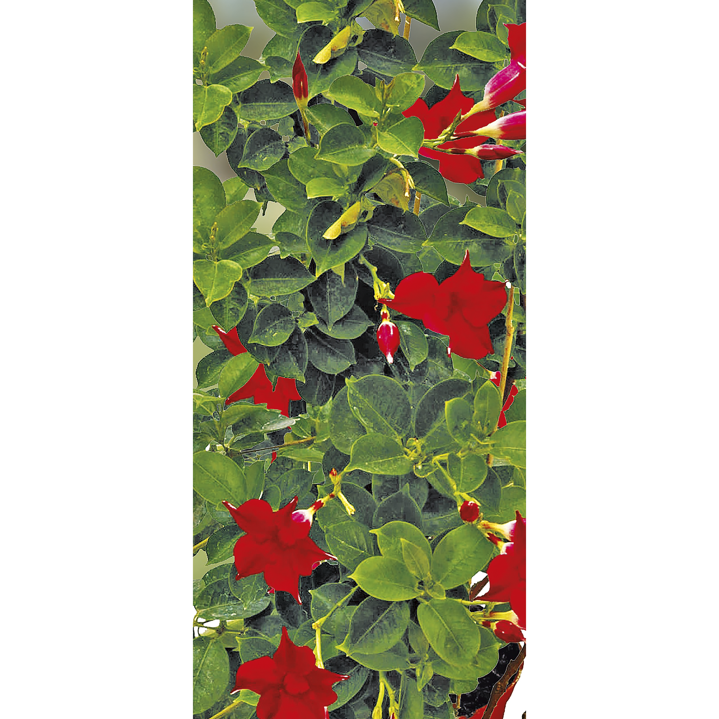 Dipladenia Sundaville mix 30-50 cm - 2