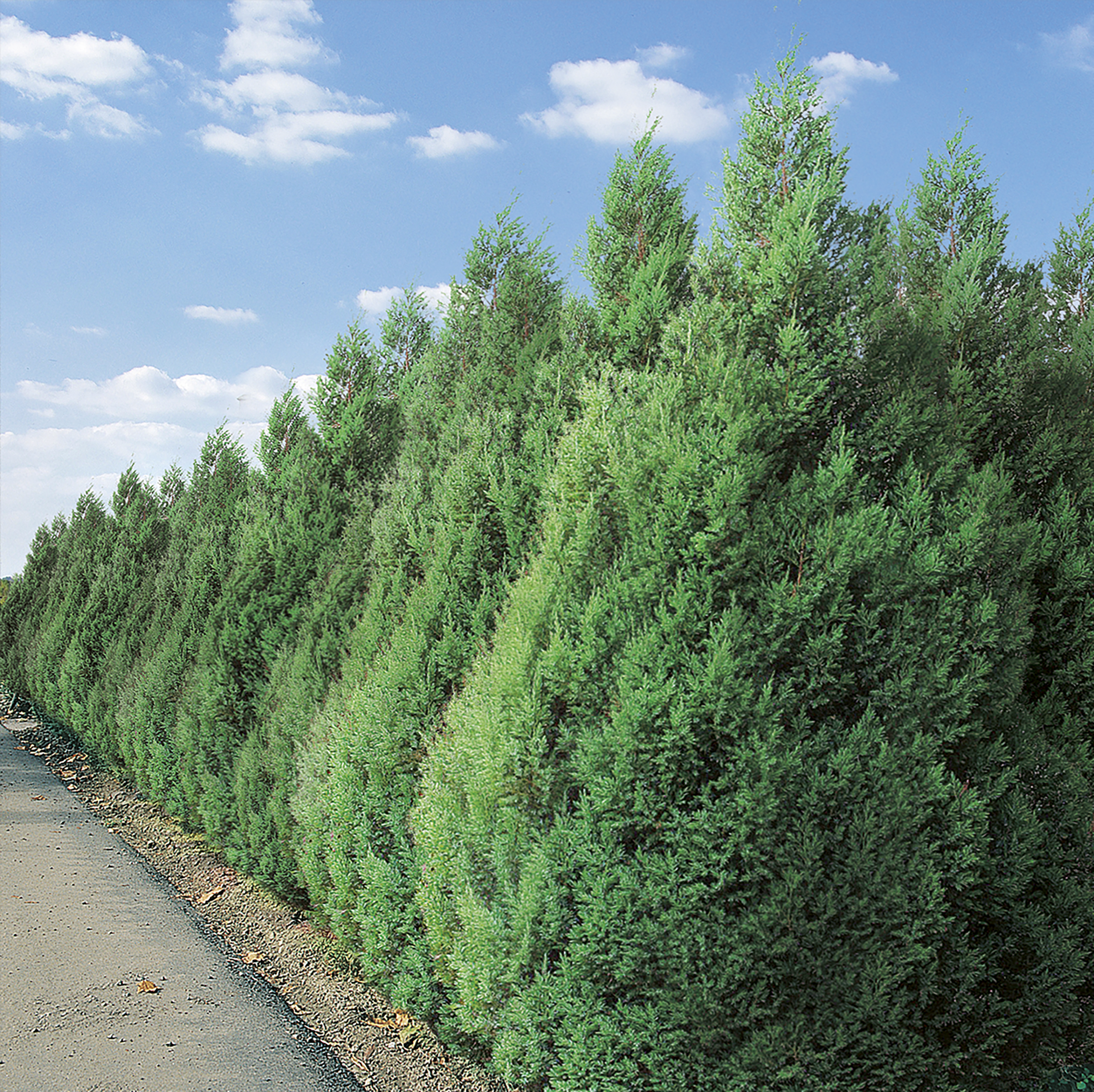 Jałowiec chiński Stricta 30-40 cm - 2
