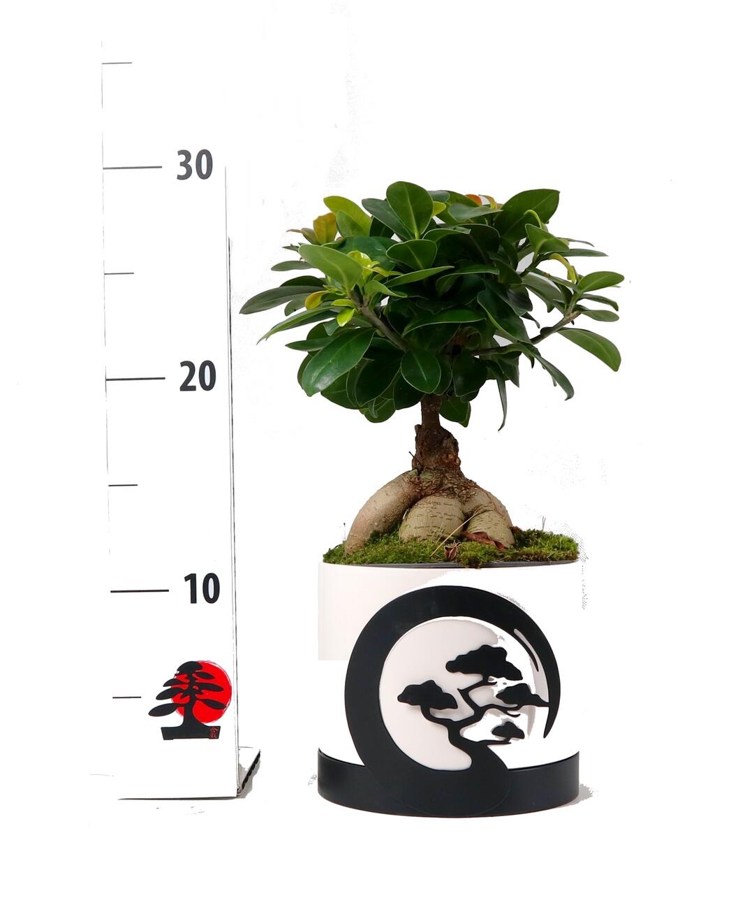 Ficus Ginseng -Vaso de cerâmica 12 cm branco e preto Moonlight - 2