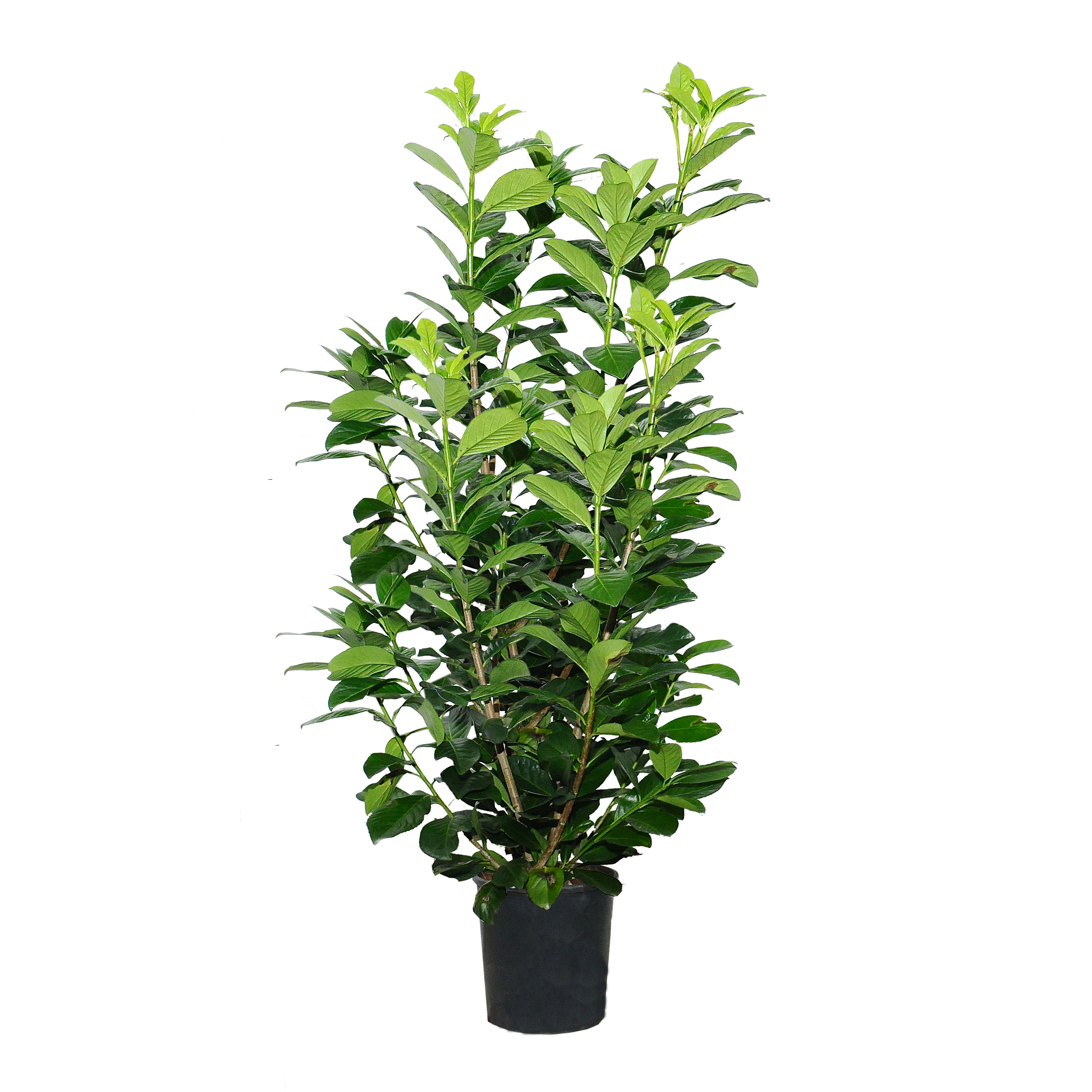 Laurowiśnia Novita 170-200 cm