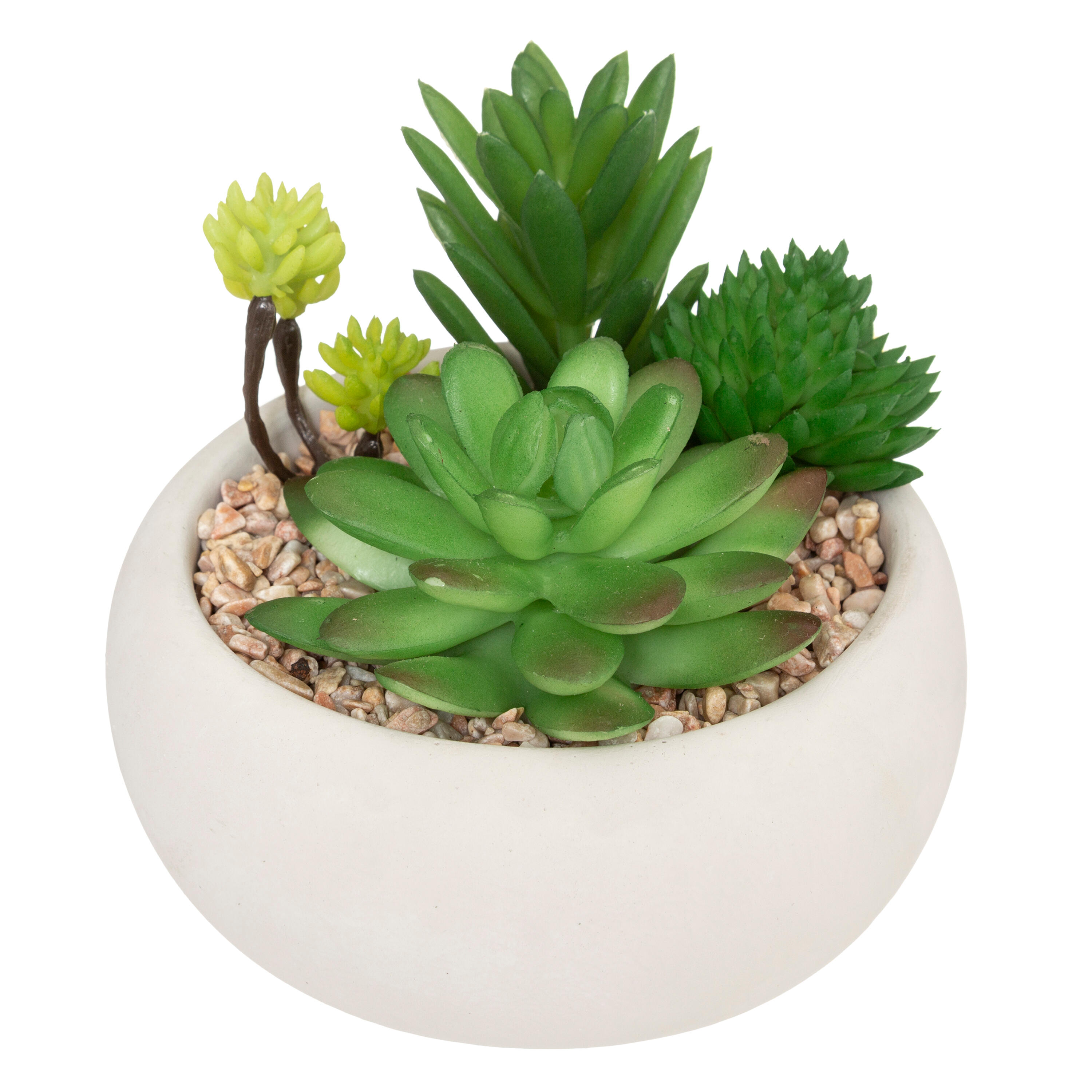 Plante grasse pot ciment H10cm - 2