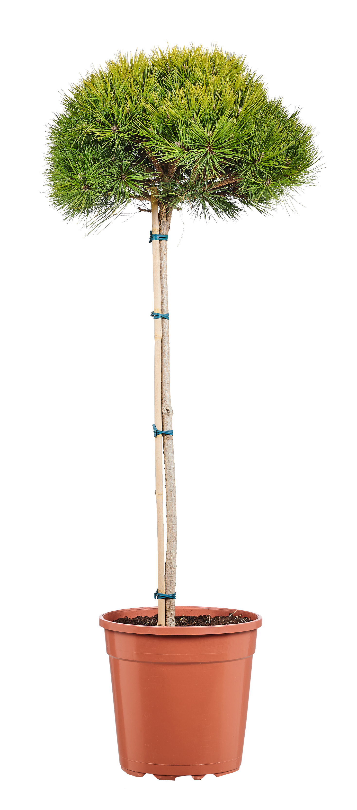 Sosna mix odmian 80-100 cm